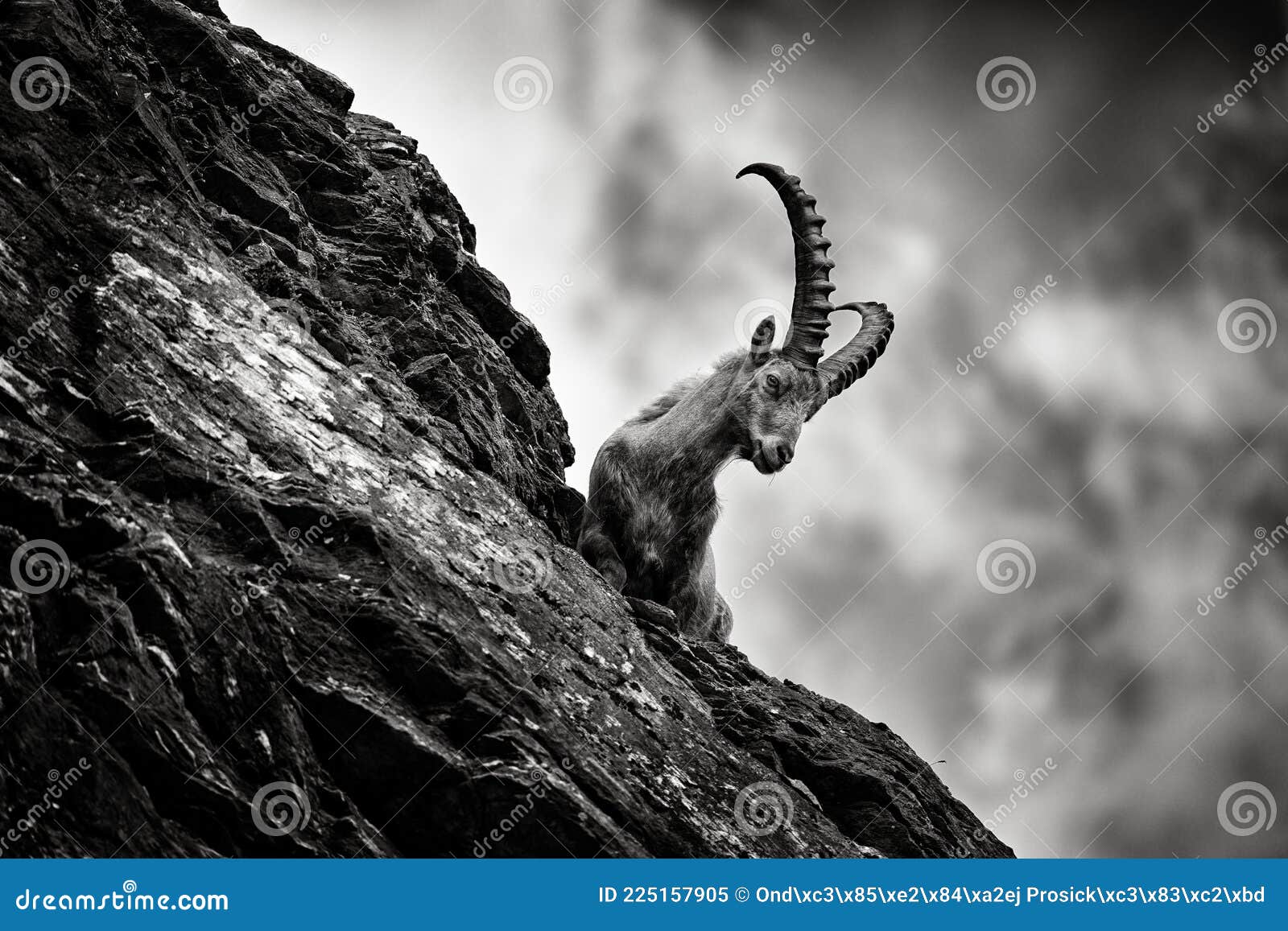 Back and White Art Photo. Alpine Ibex, Animal in Nature Rock Habitat, France Stock Image - Image of france, national: 225157905 Back and White Art Photo. Alpine Ibex, Animal in Nature Rock Habitat, France Stock Image - Image of france, national: 225157905