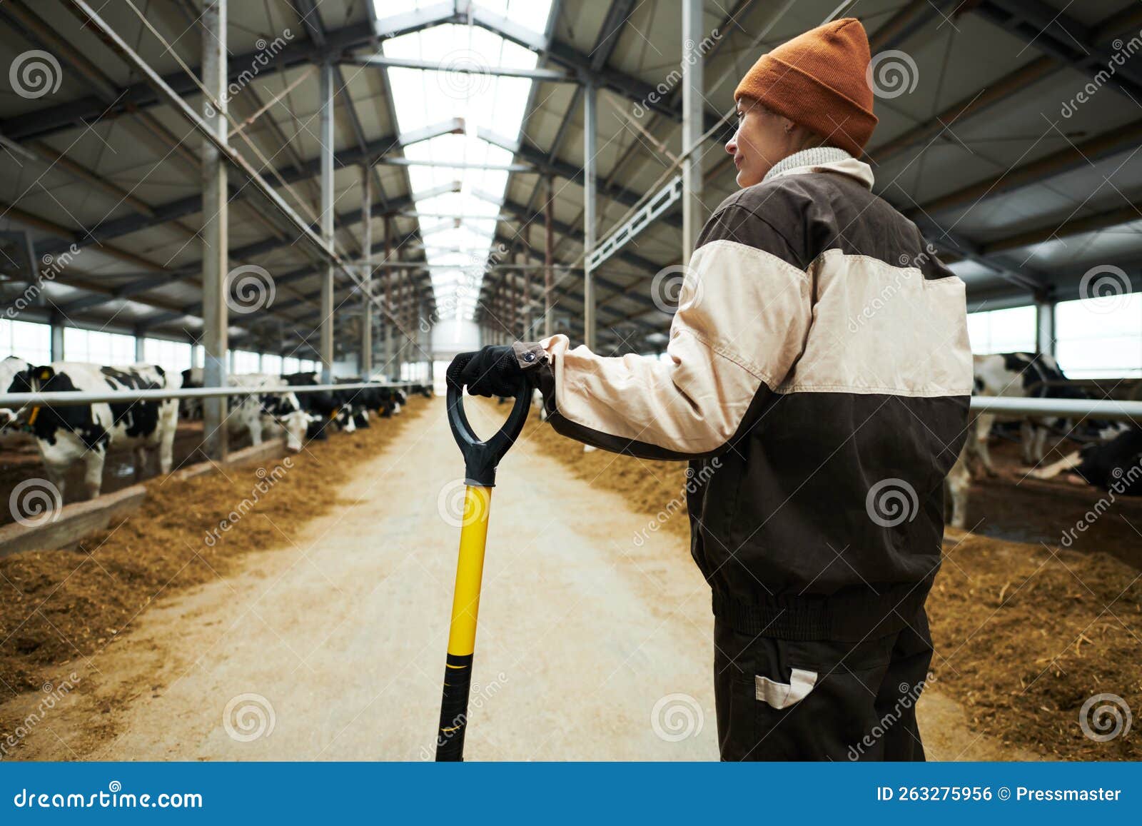 Back of Young Female Farmer in Workwear Standing between Cowsheds Stock