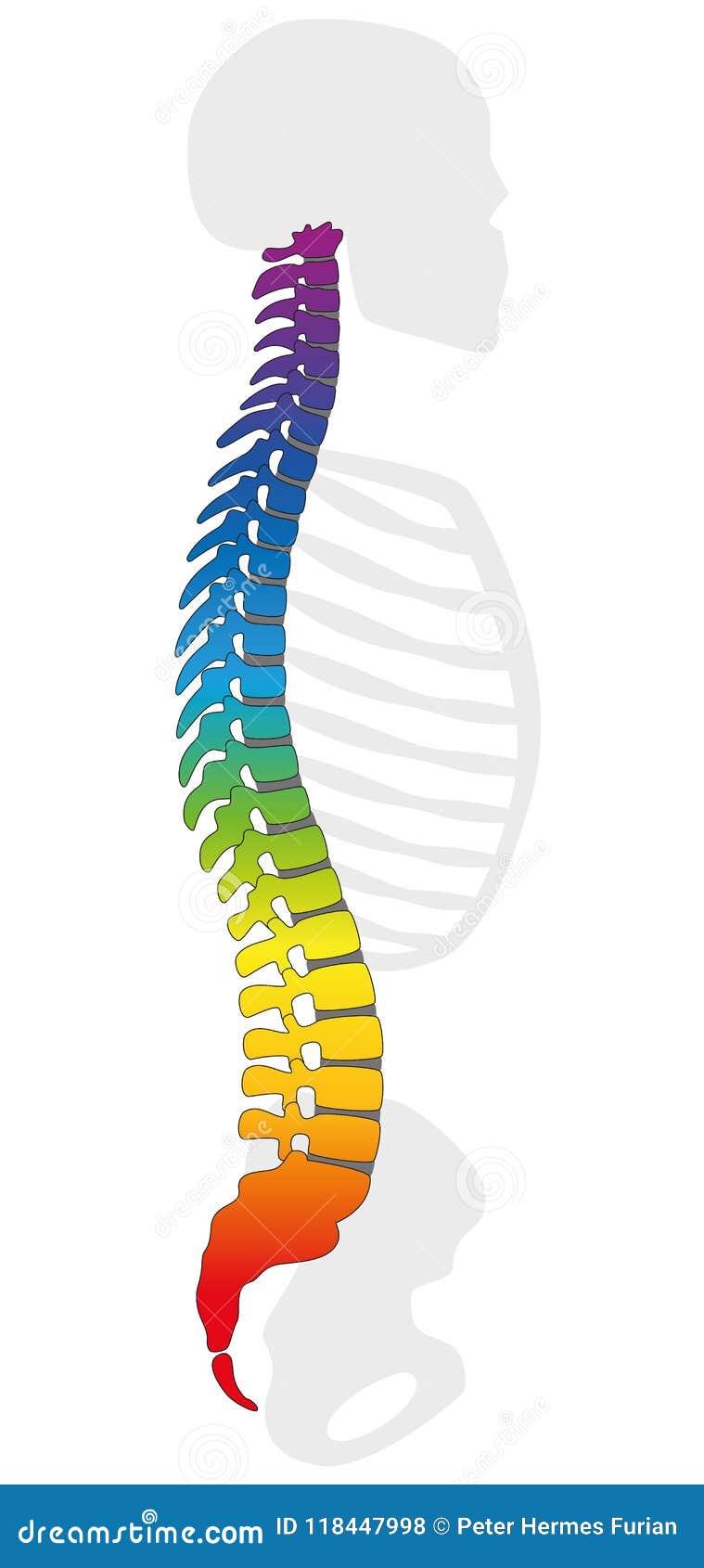 backbone rainbow colored spine gray skeleton