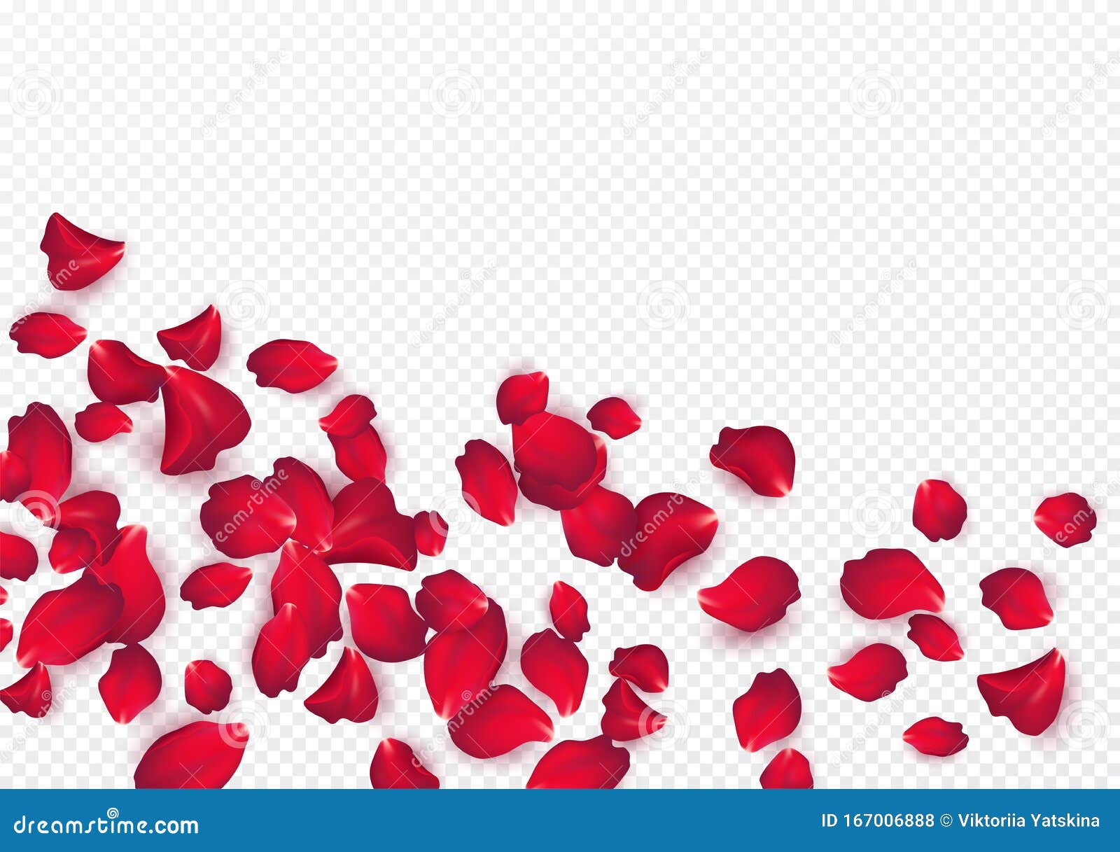 backdrop of rose petals  on a transparent white background. valentine day background.  