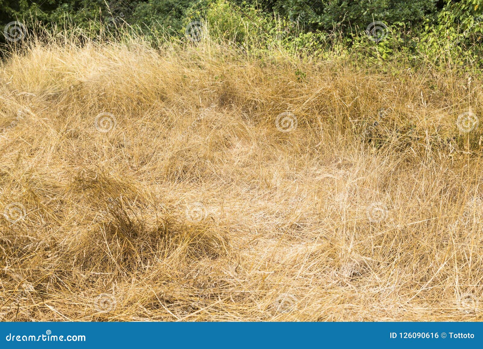 Dry yellow grass stock photo. Image of natural, country - 126090616