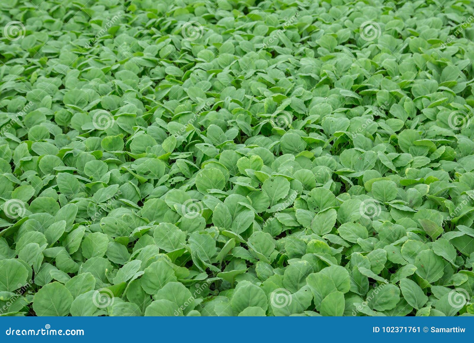 Background of Baby Kale in Nursery Tray Stock Image Image of small