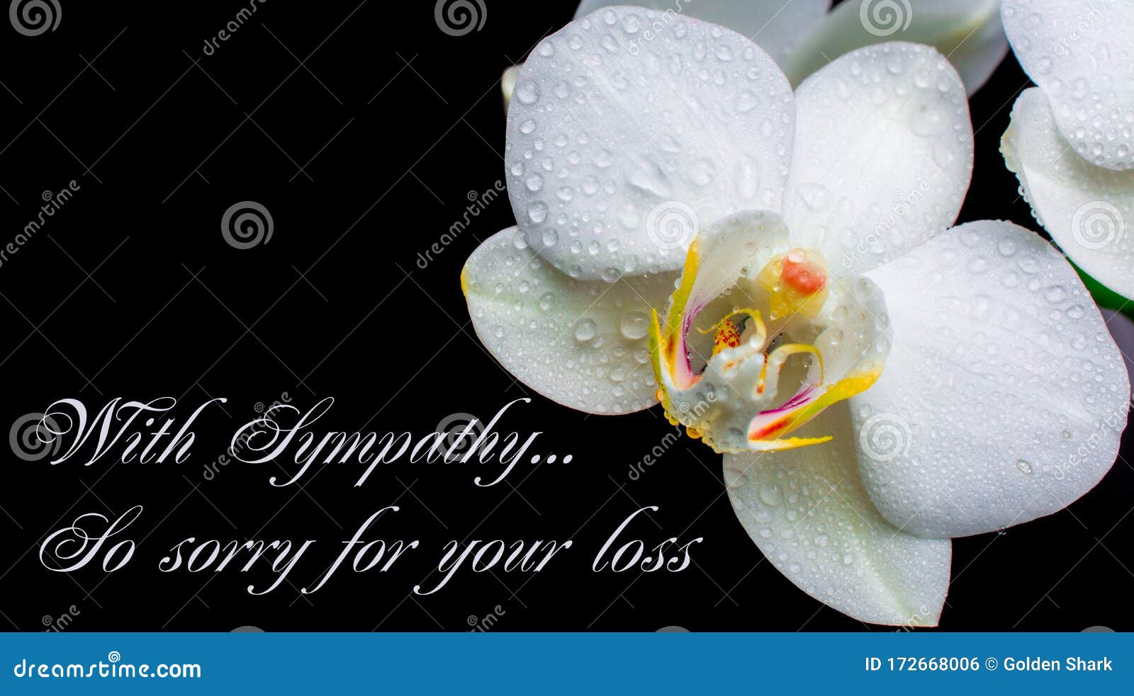 Deepest Condolence White Flowers On Black Background With Text Stock Photo Image Of Funeral Branch