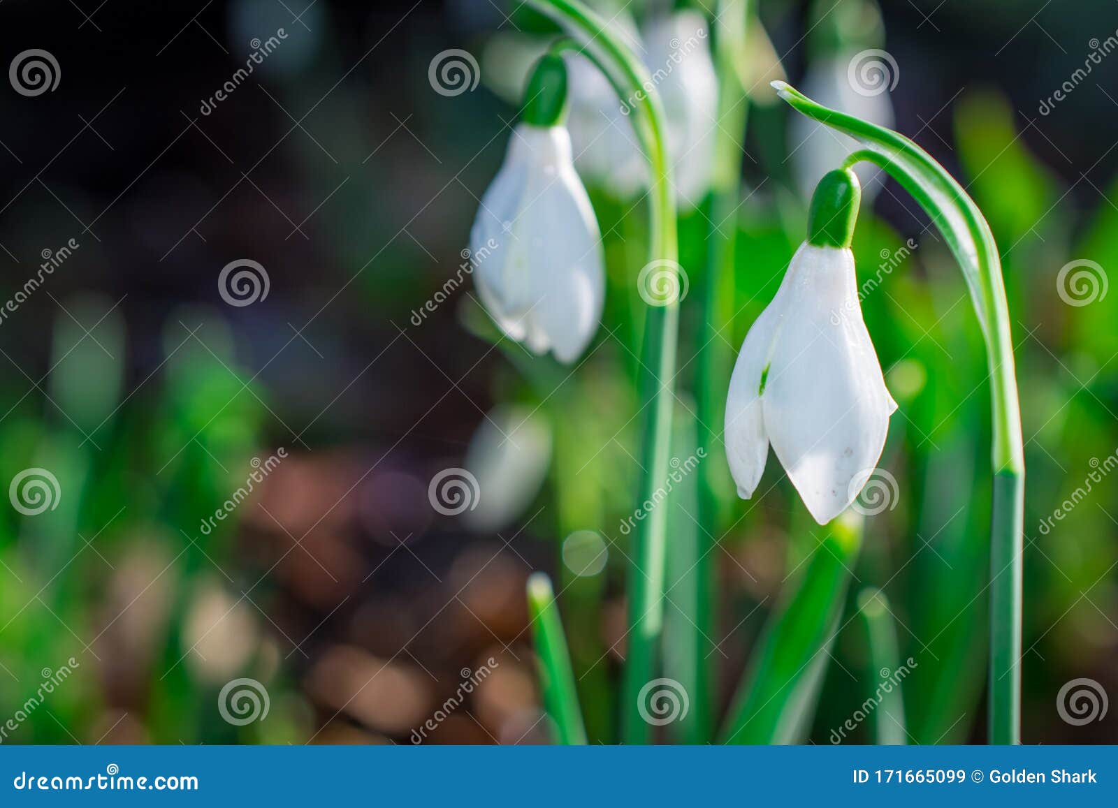 snowdrop. spring flowers( galanthus nivalis)