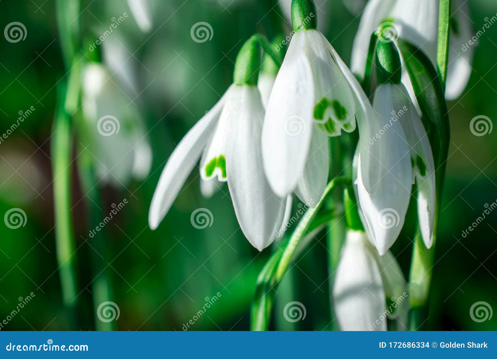 snowdrop. white flowers on field early spring flowers. galanthus nivalis