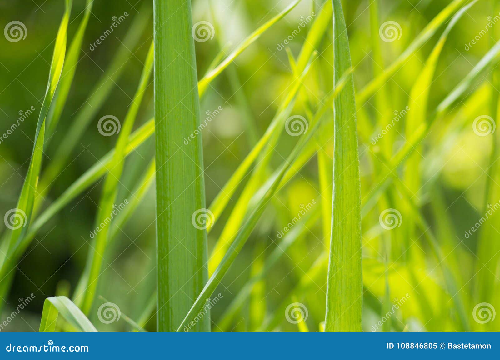 beautiful green grass background