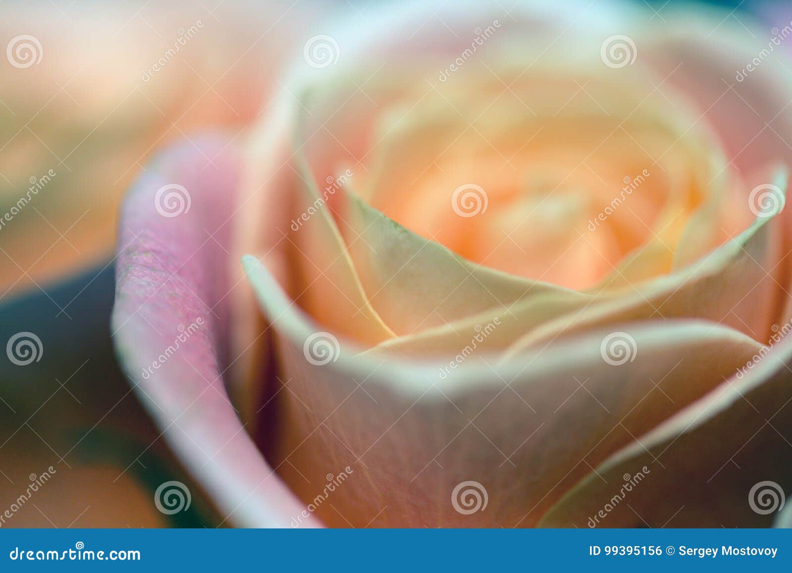 Rose Bud Close Up Stock Photo Image Of Beautiful Love 99395156