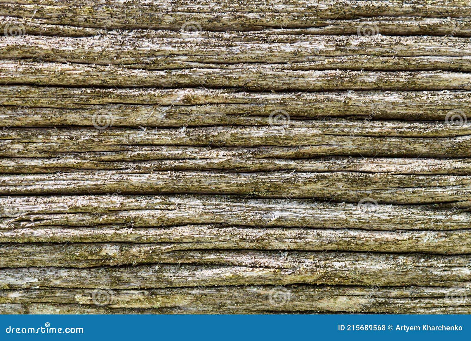 background with beautiful texture of a coniferous tree trunk with a pronounced textured surface and rich colors