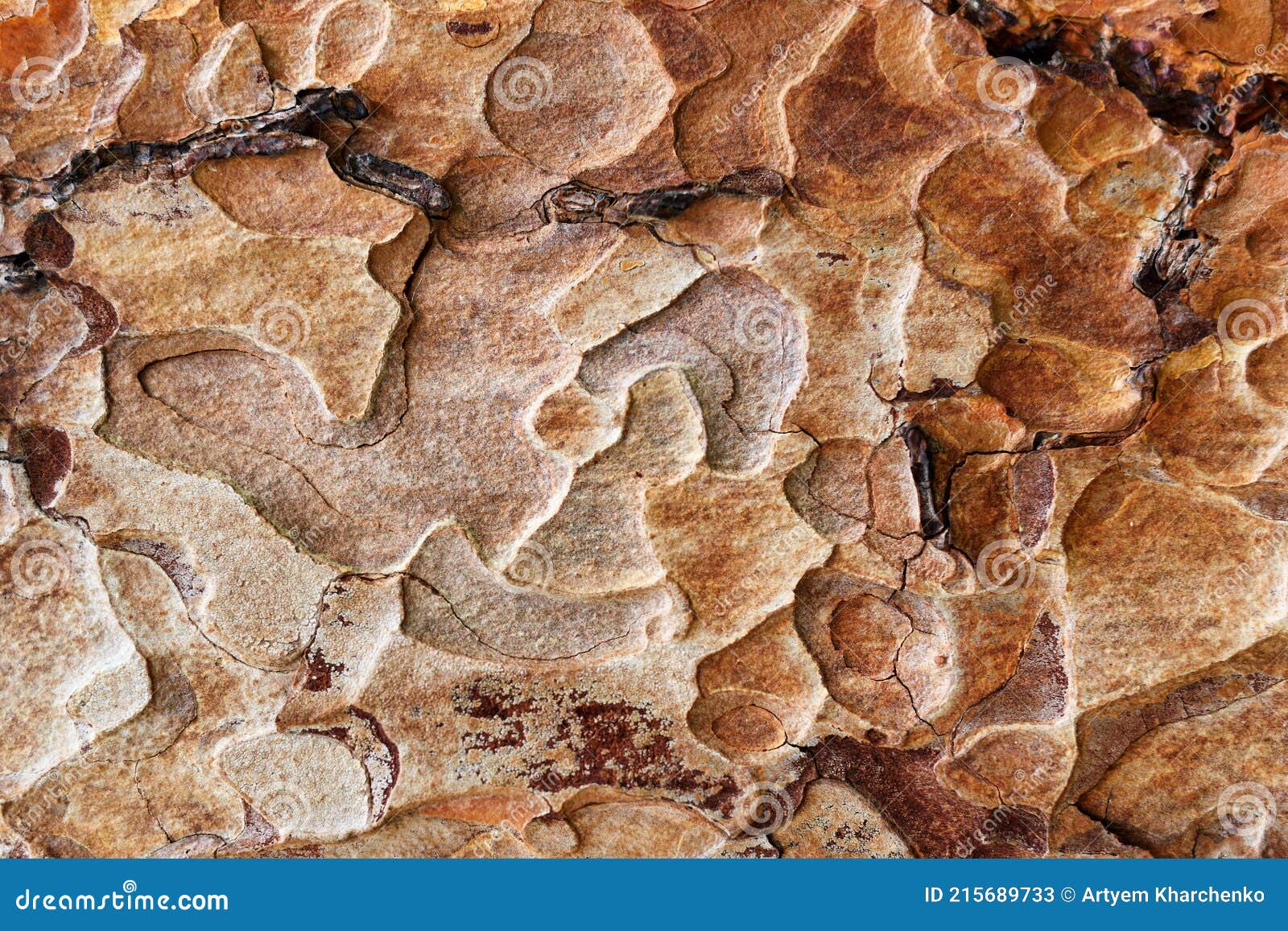background with beautiful texture of a coniferous tree trunk with a pronounced textured surface and rich colors