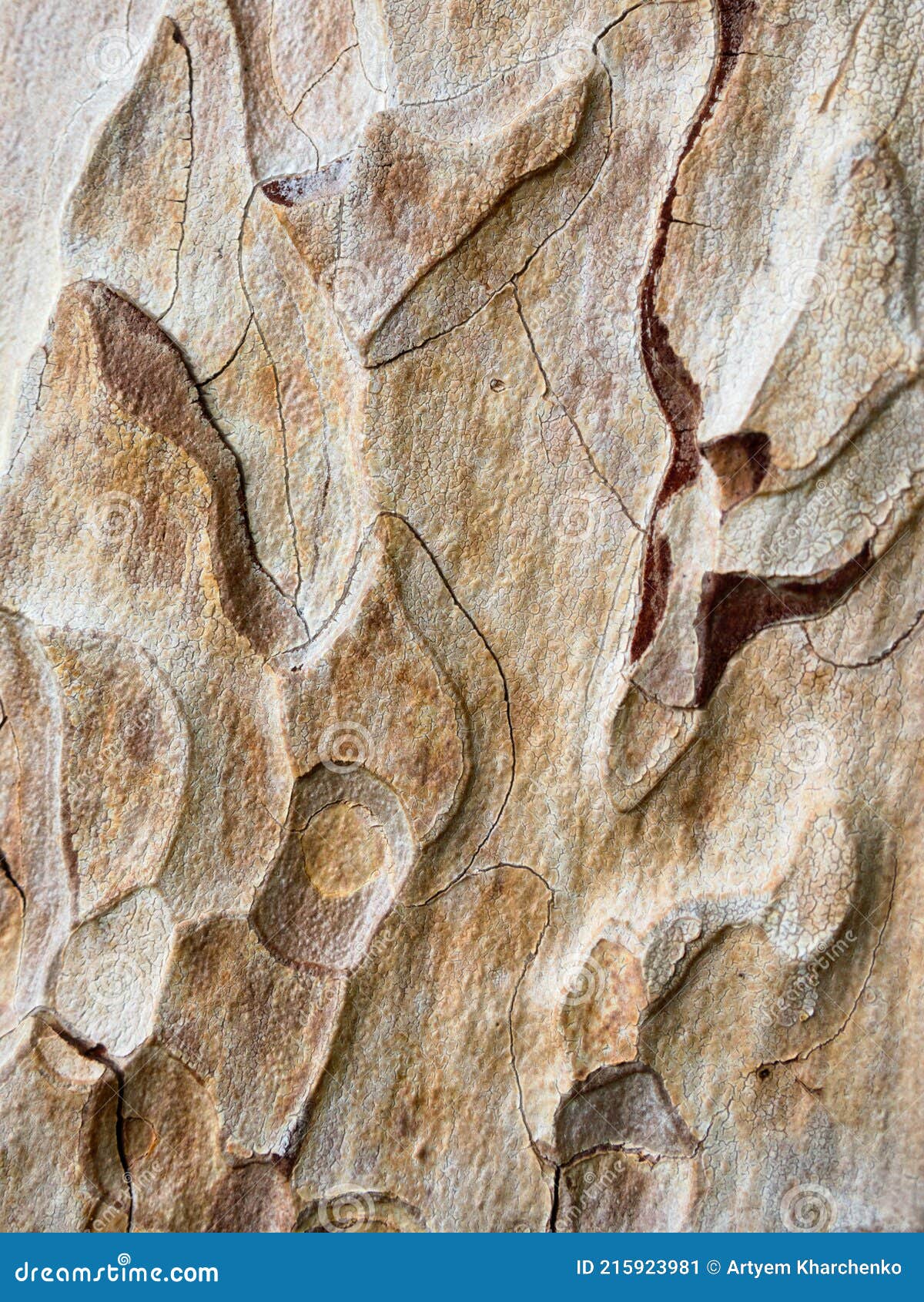 texture of a coniferous tree trunk with a pronounced textured surface and rich colors. deep surface of the tree trunk