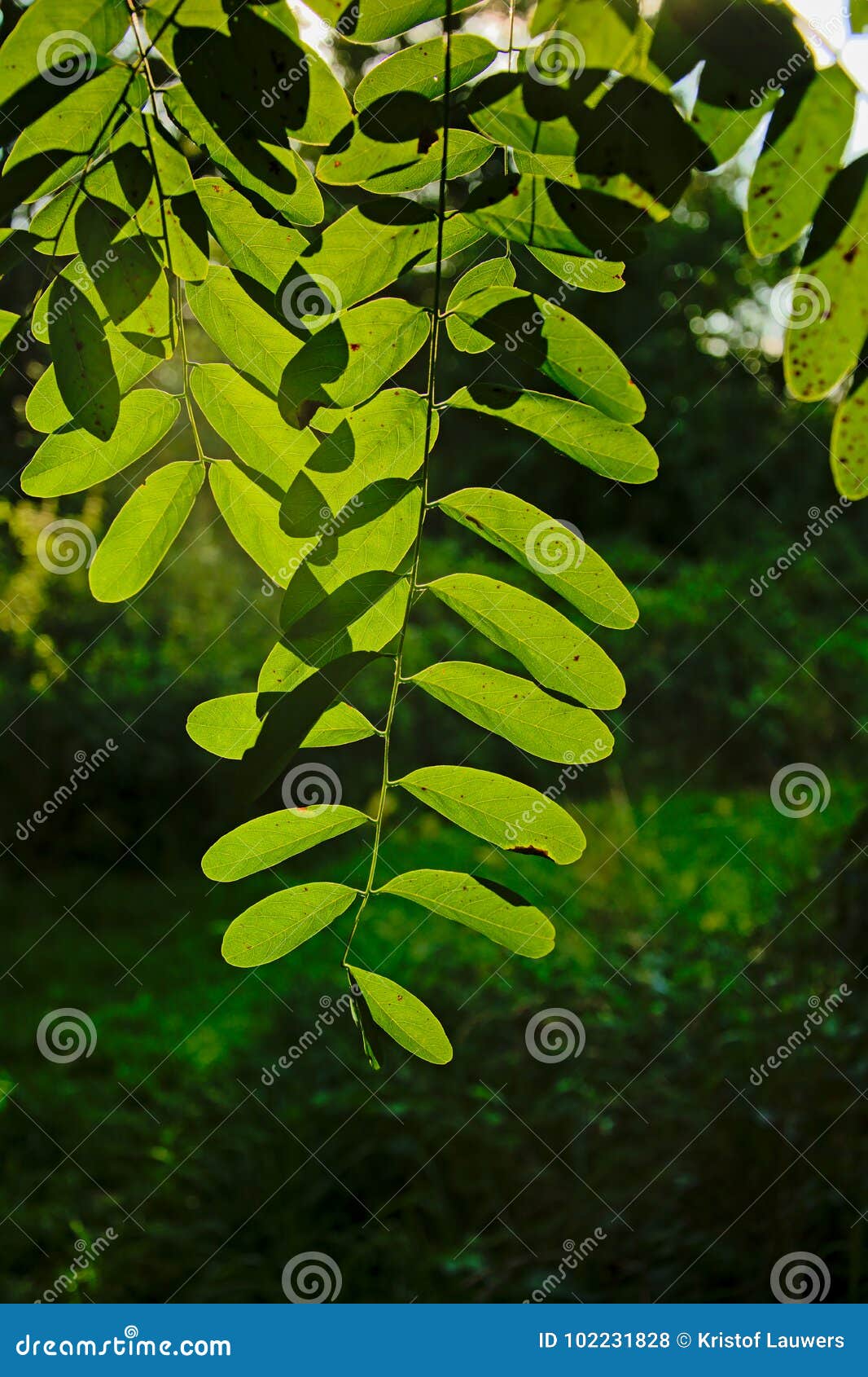 backlit black locust leafs - robinia