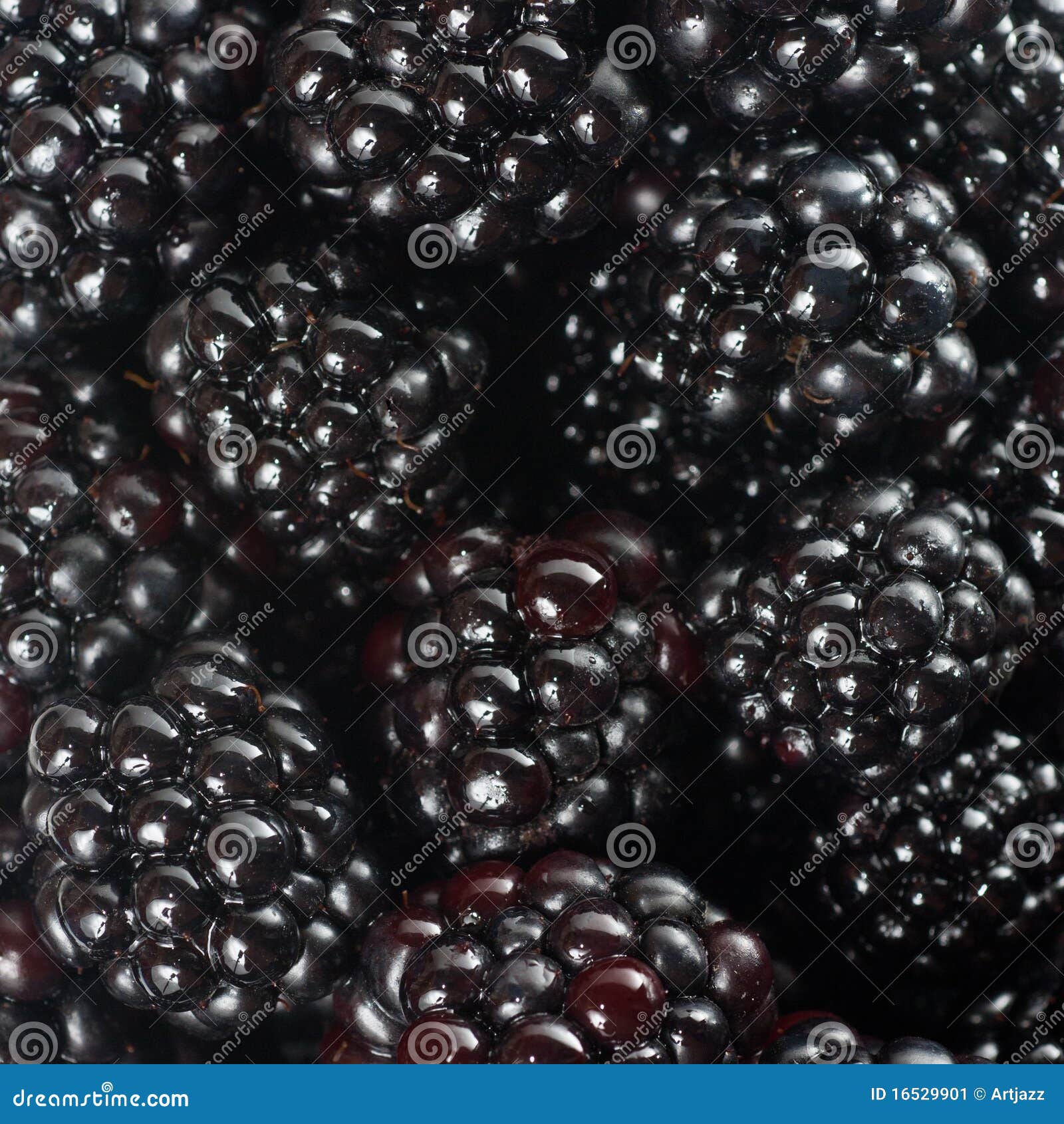 Background from blackberry stock image. Image of summer 16529901