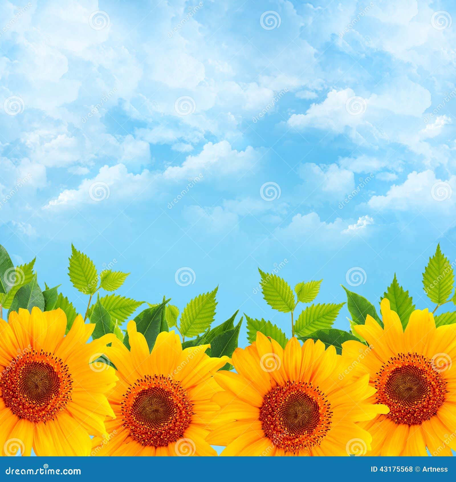 Background with Blue Sky and Sunflowers Stock Photo Image of green