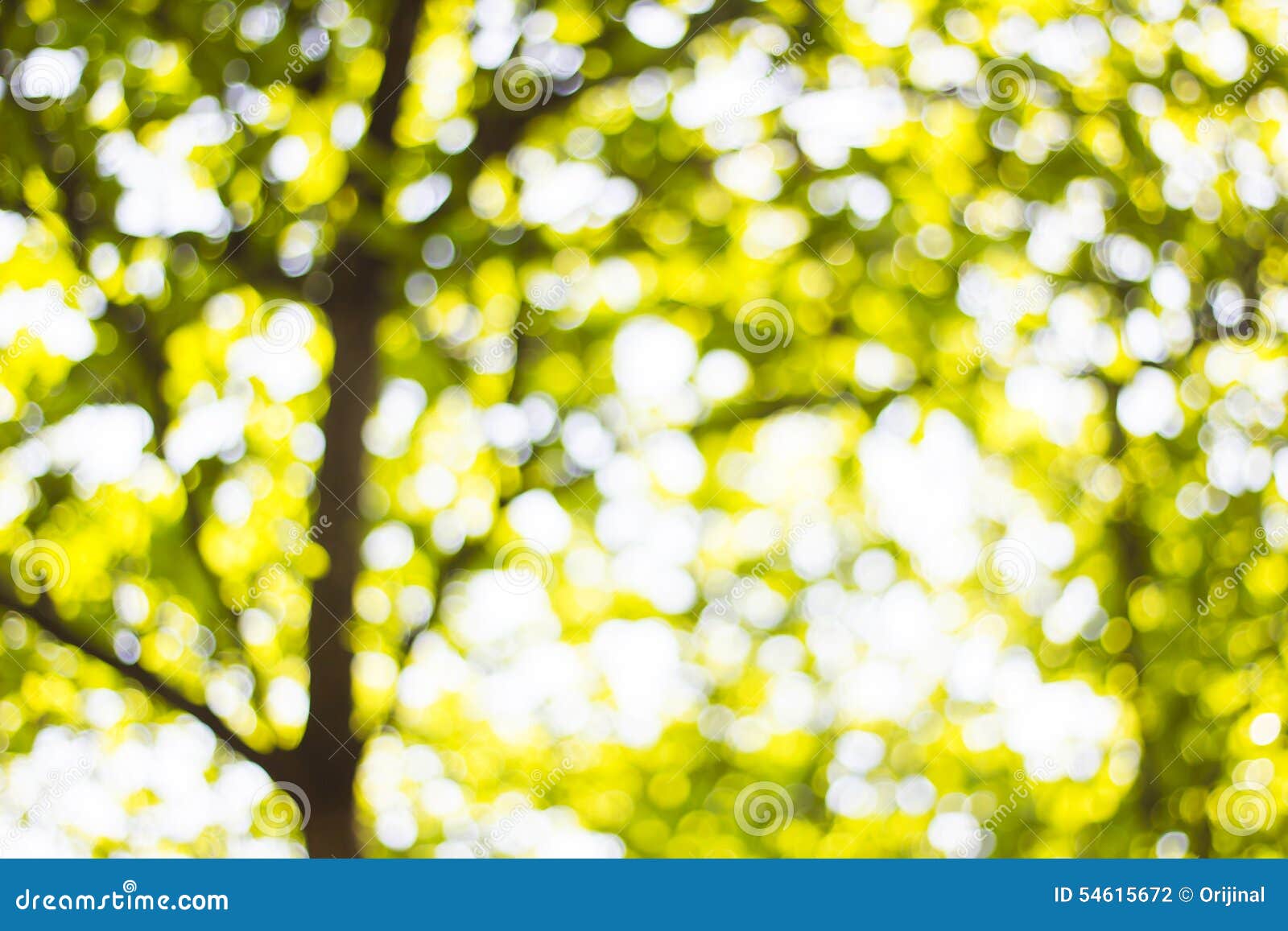 Background Bokeh from the Sun Under the Shade of Trees Stock Photo ...