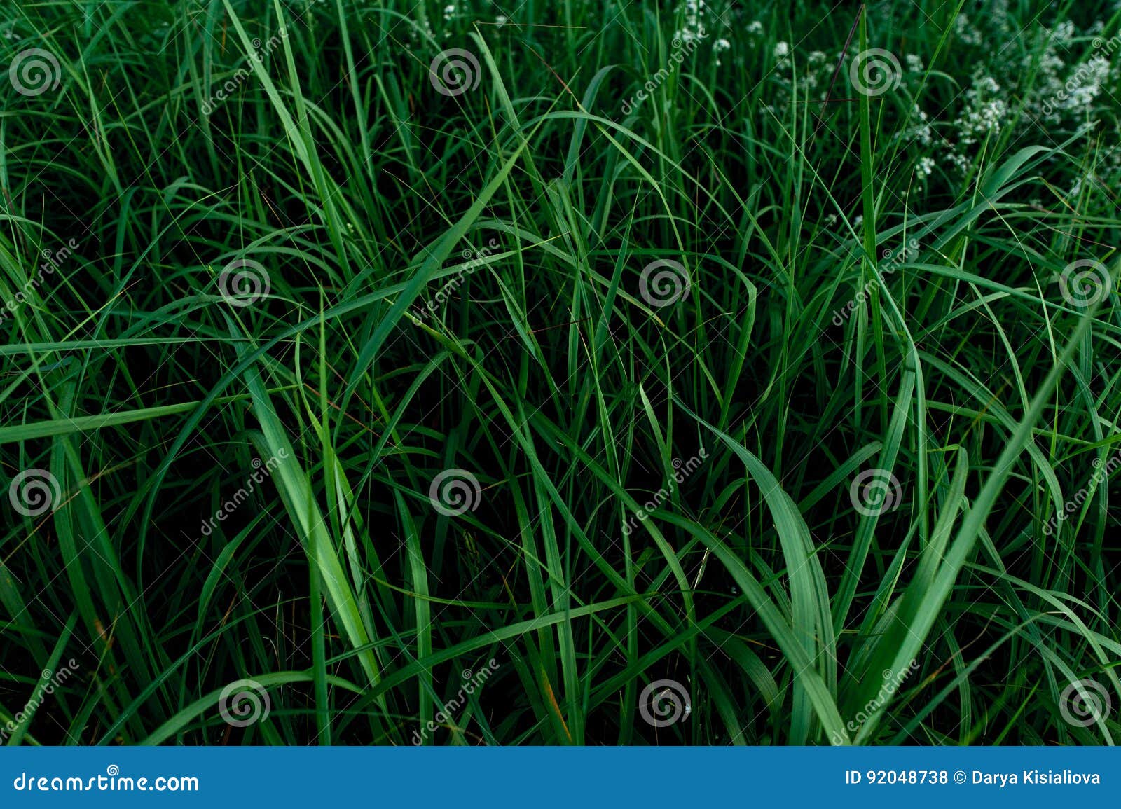 Background of Bright Green Grass Stock Photo Image of forest