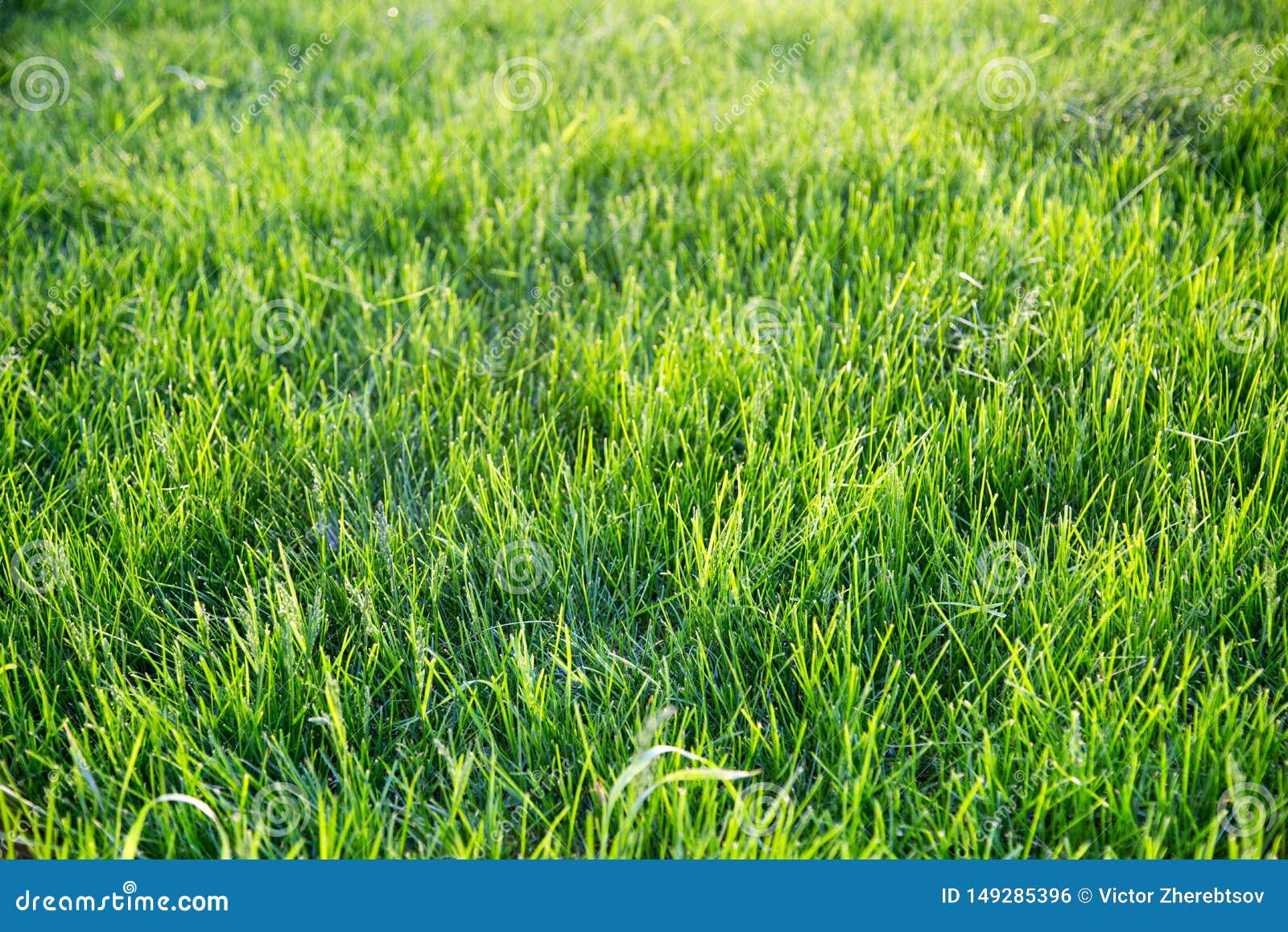 Background of Bright Green Grass in the Rays of the Setting Sun in Spring.  Selective Focus Stock Photo - Image of focus, field: 149285396