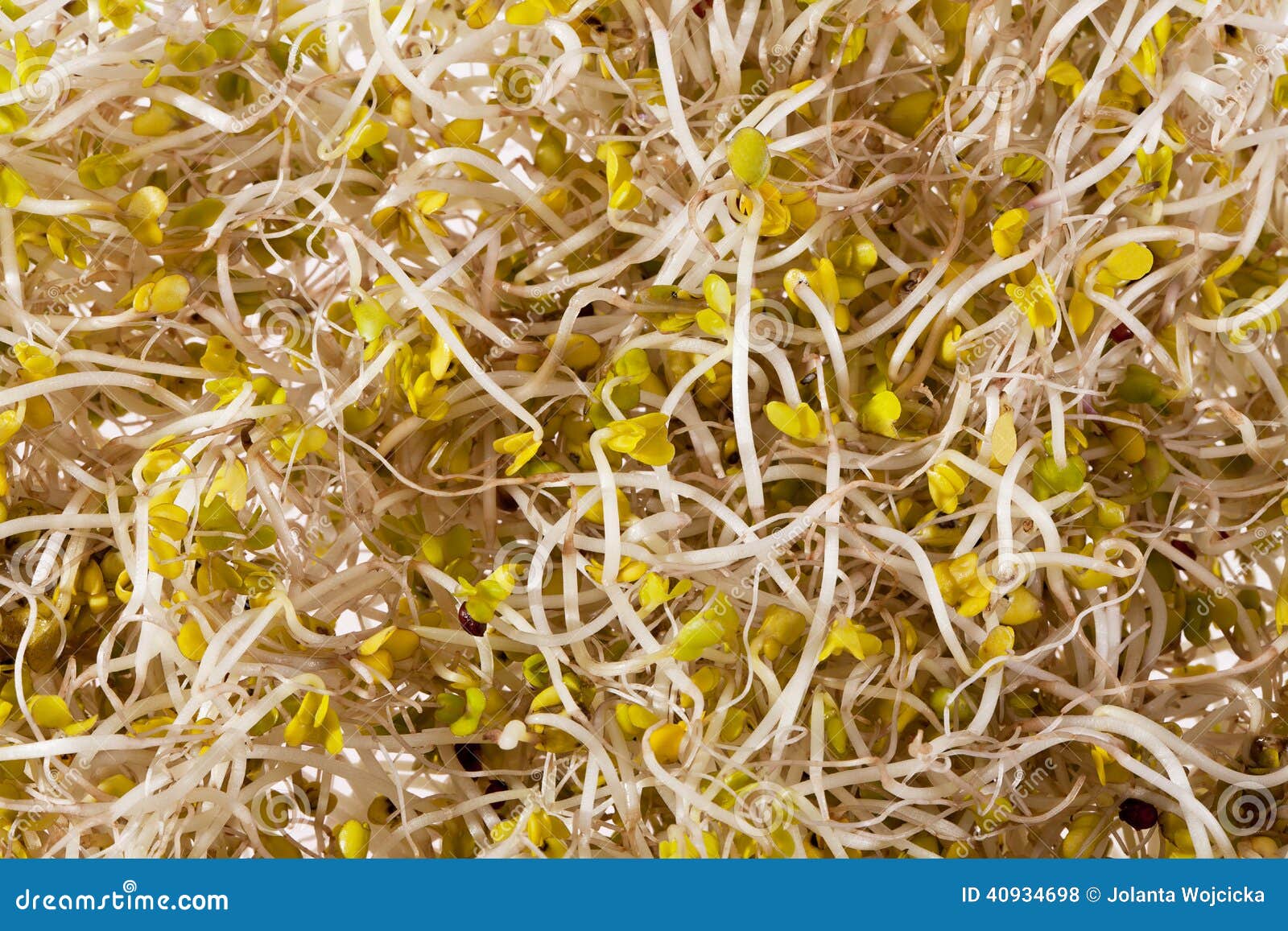 Background of Broccoli Sprouts Macro Stock Photo Image of seedling, sprout 40934698