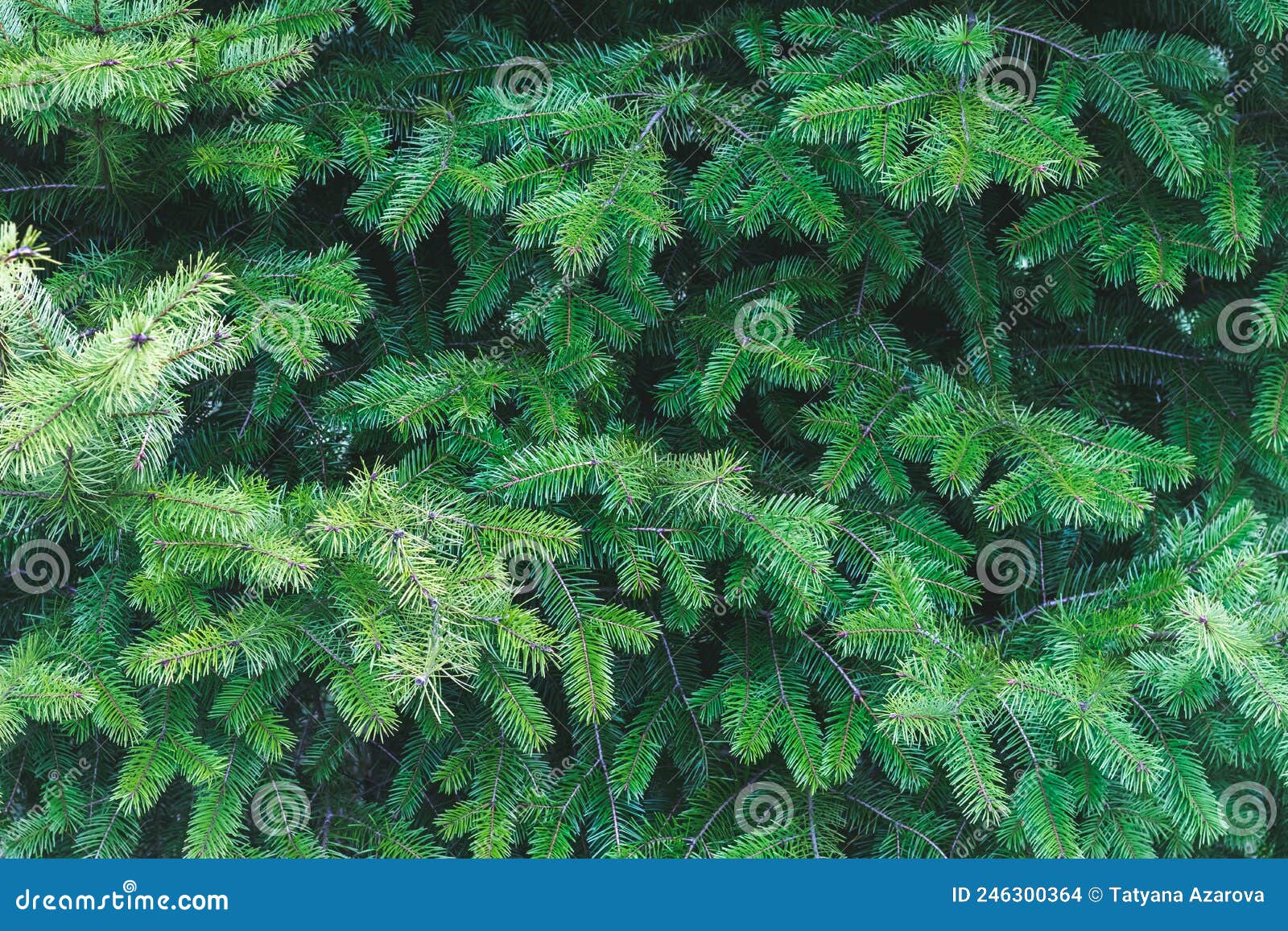 Background of Christmas Tree Branches. Coniferous Backdrop Stock Photo
