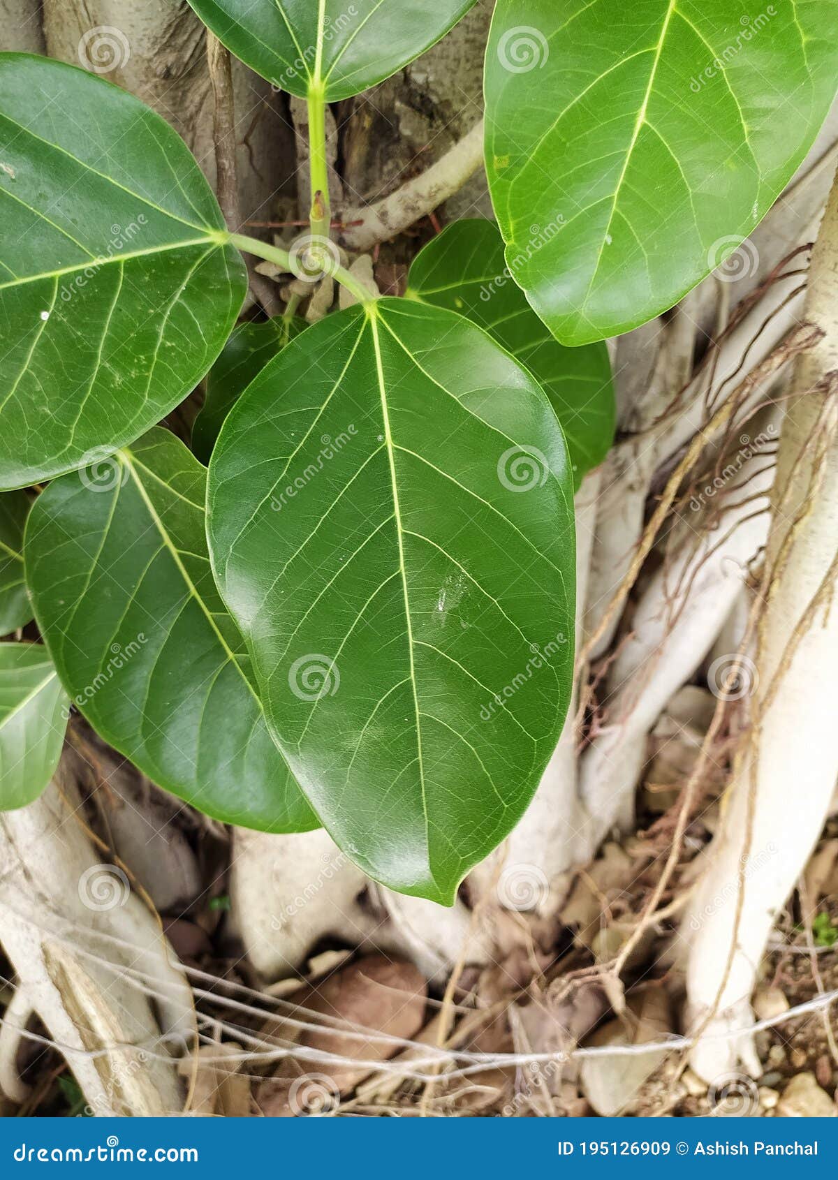 Background and Close Up of the Banyan Tree Green Leaf/leaves , Common Fig  Leaf,leaves Scientific Name `ficus Altissima` Stock Image - Image of leaf,  growing: 195126909