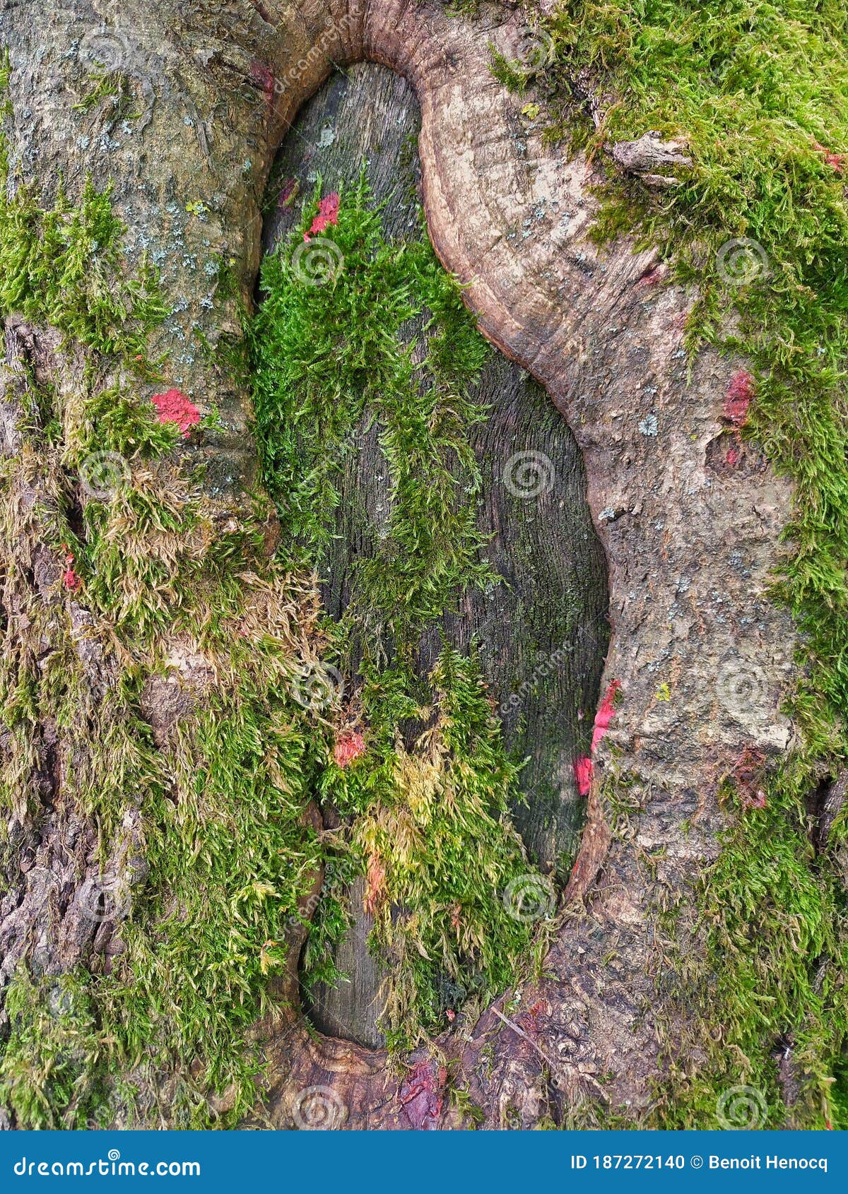 background of a close up of a tree trunk on a french parc.