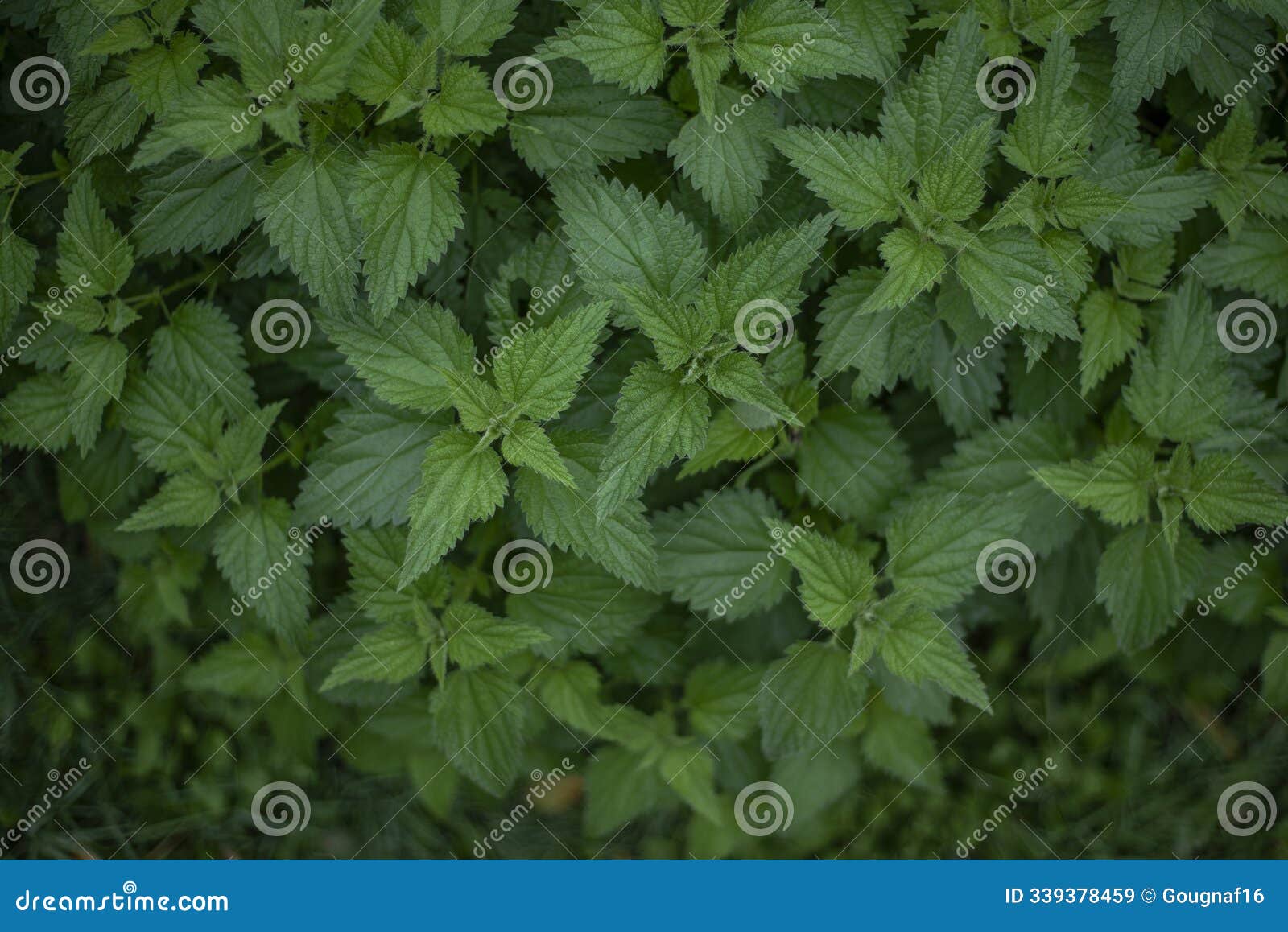 background close up top view of nettles.