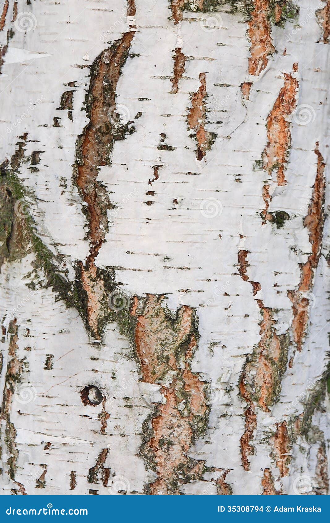 background of the cortex tree birch wood