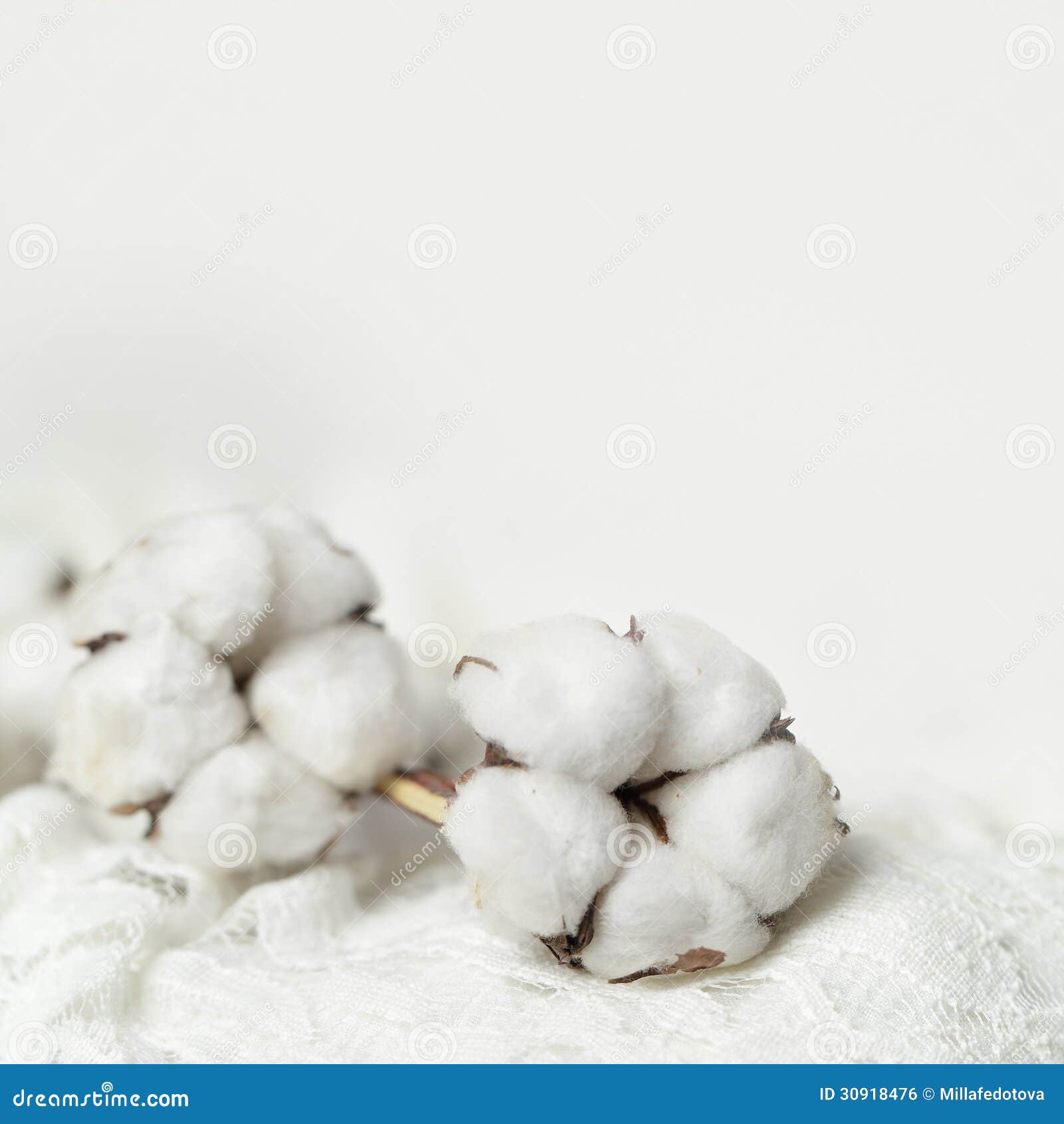 Background with Cotton Flower Stock Photo Image of vintage, space 30918476