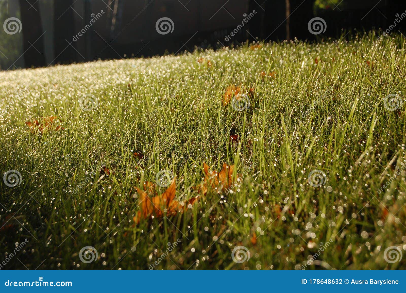 Background of a Dewy Grass in a Sunny Morning Stock Photo - Image of