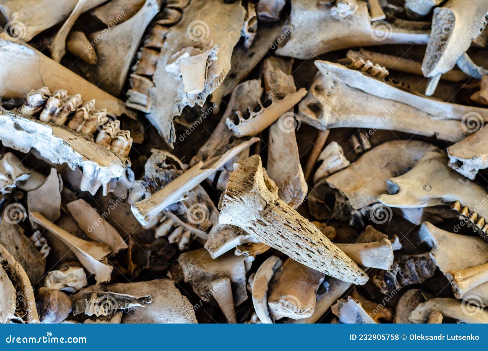 Background of the Different Animal Bones Stock Photo - Image of death,  damaged: 232905758