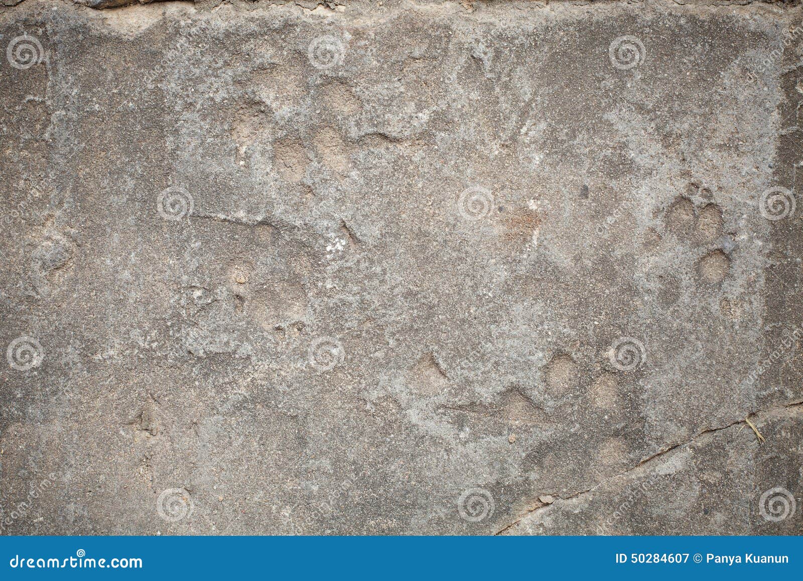 Background, Dog Footprint on Concrete Stock Image - Image of tame