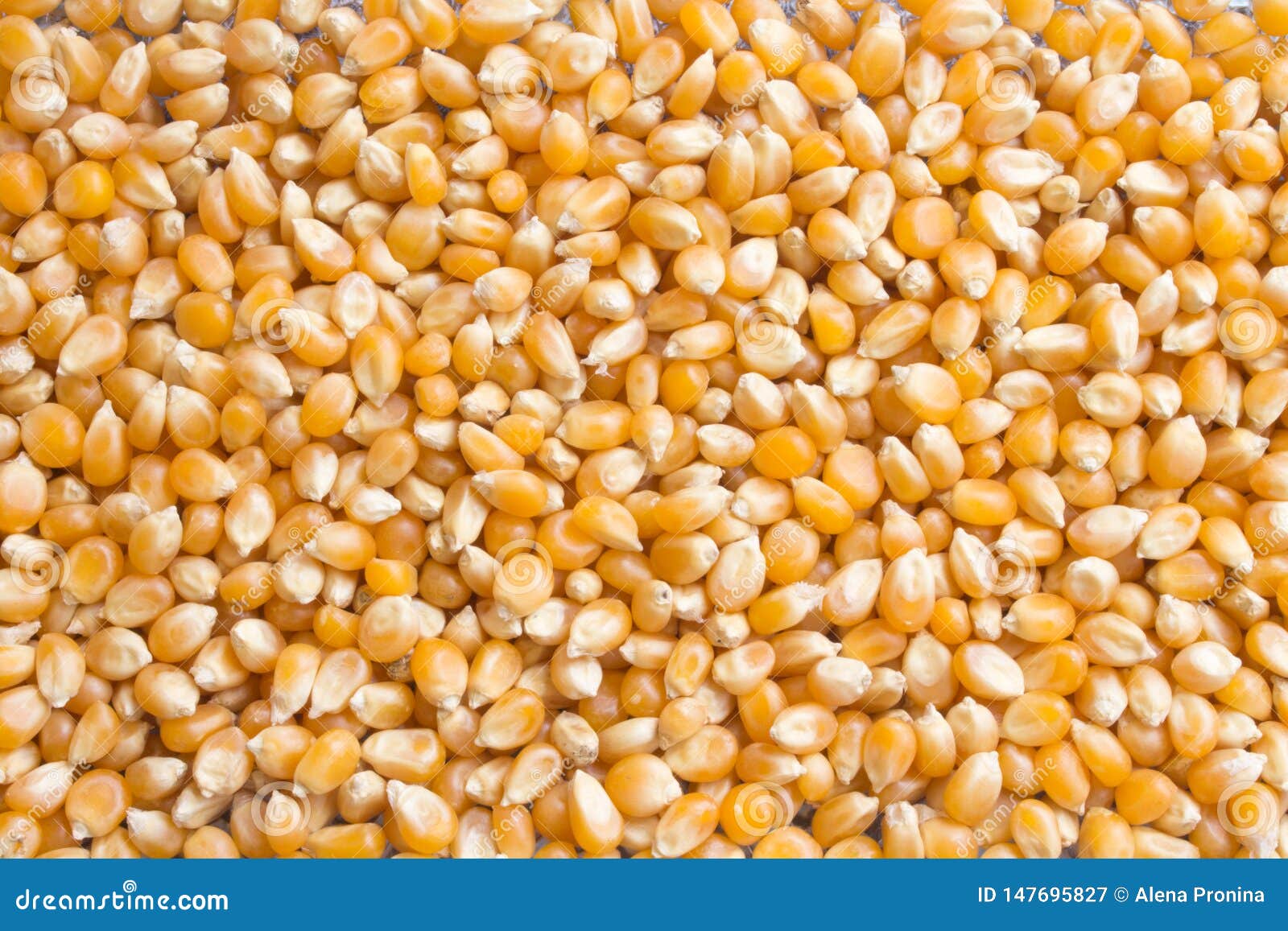 background of dry corn grains. popcorn maize background