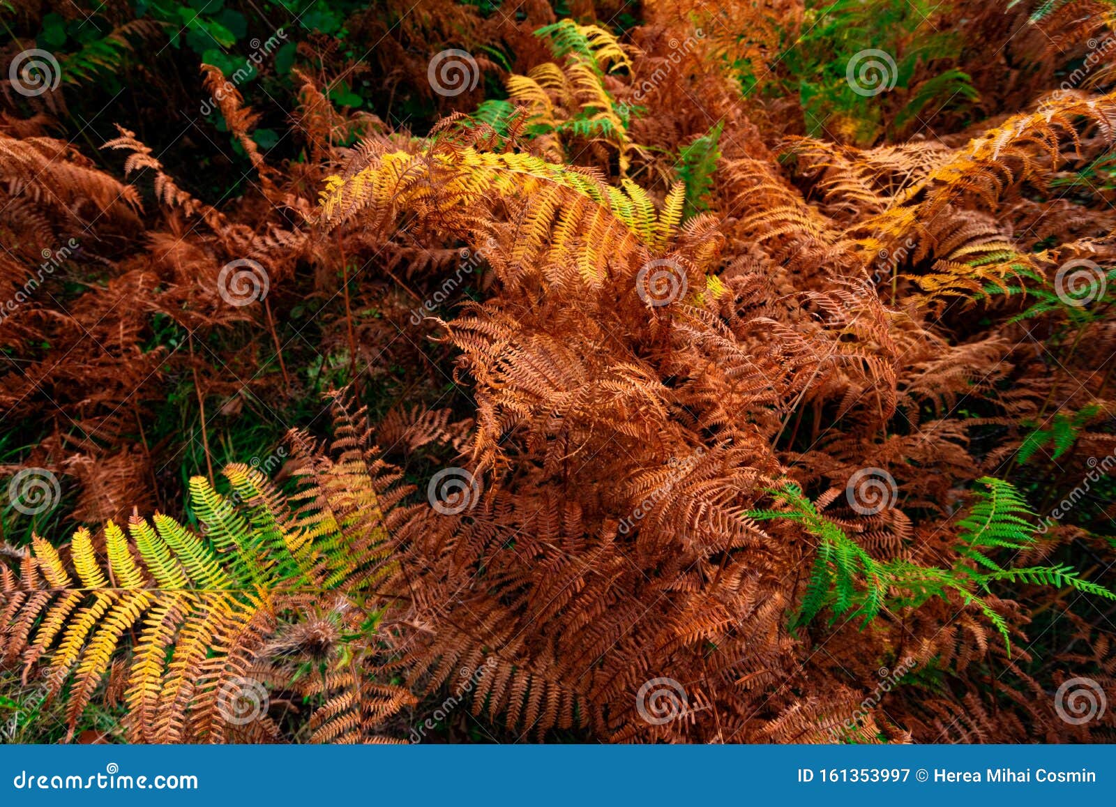 Background of Dry and Green Leaves. Stock Image Image of bright
