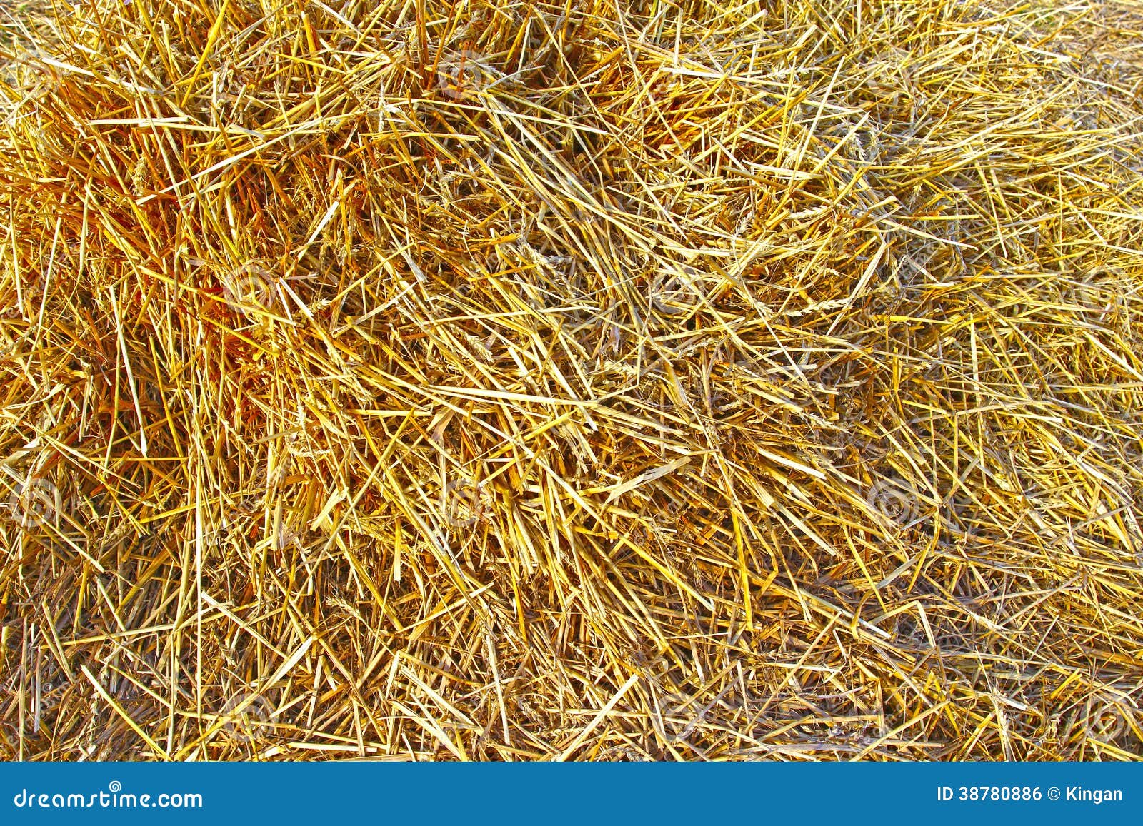 Background of Dry Rye Straw Stock Photo Image of natural, yellow