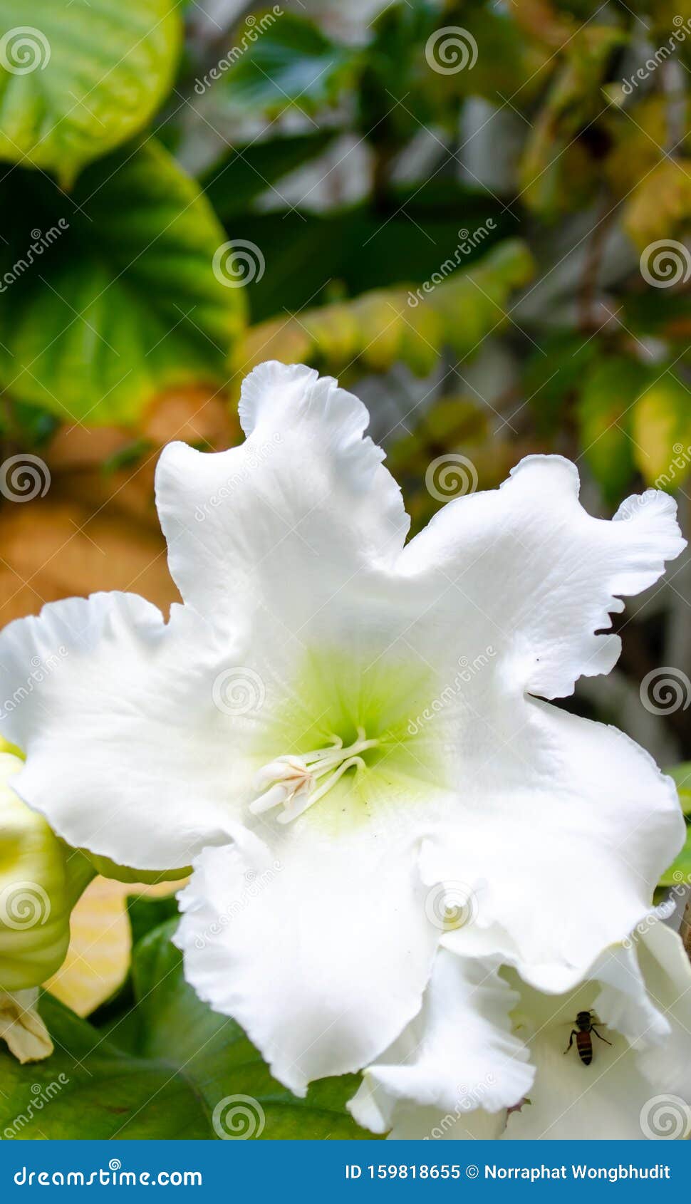 Easter Lily Vine stock image. Image of nature, season 159818655