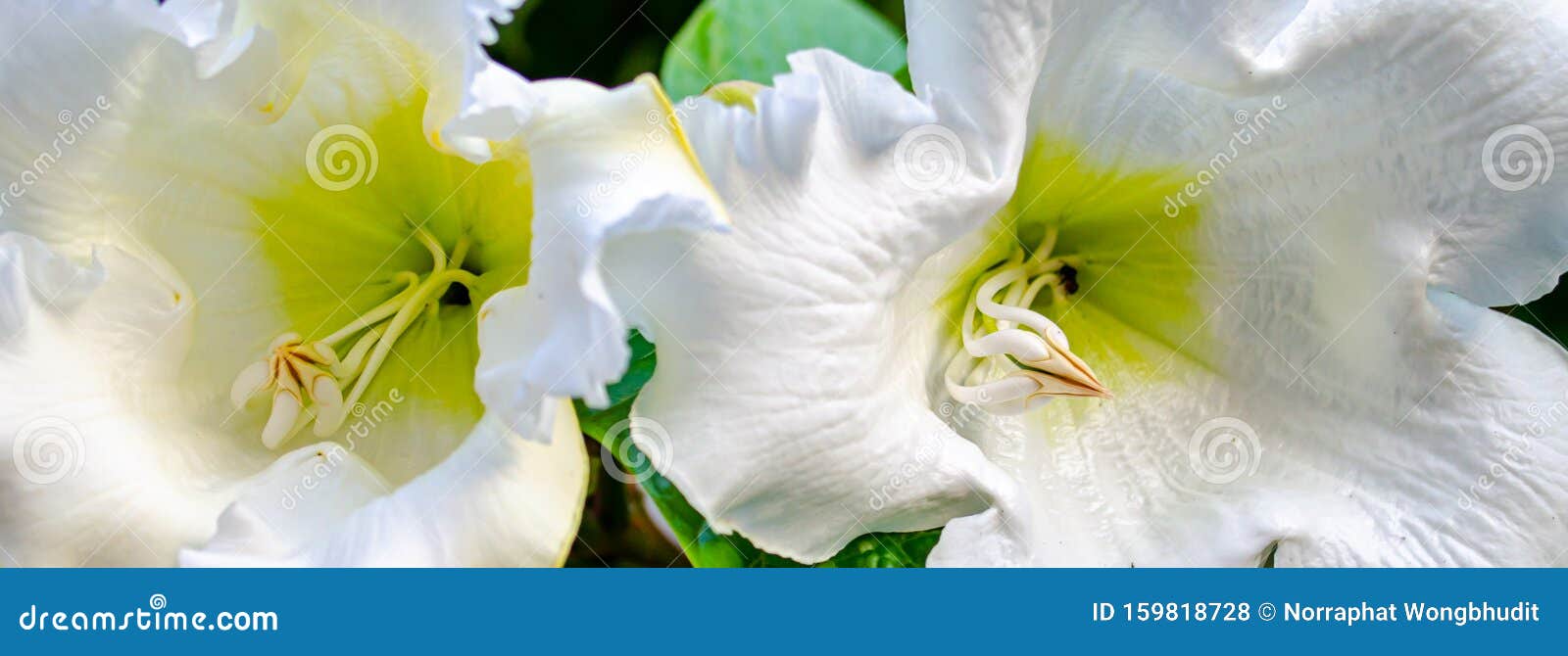 Easter Lily Vine stock photo. Image of beautiful, nature 159818728