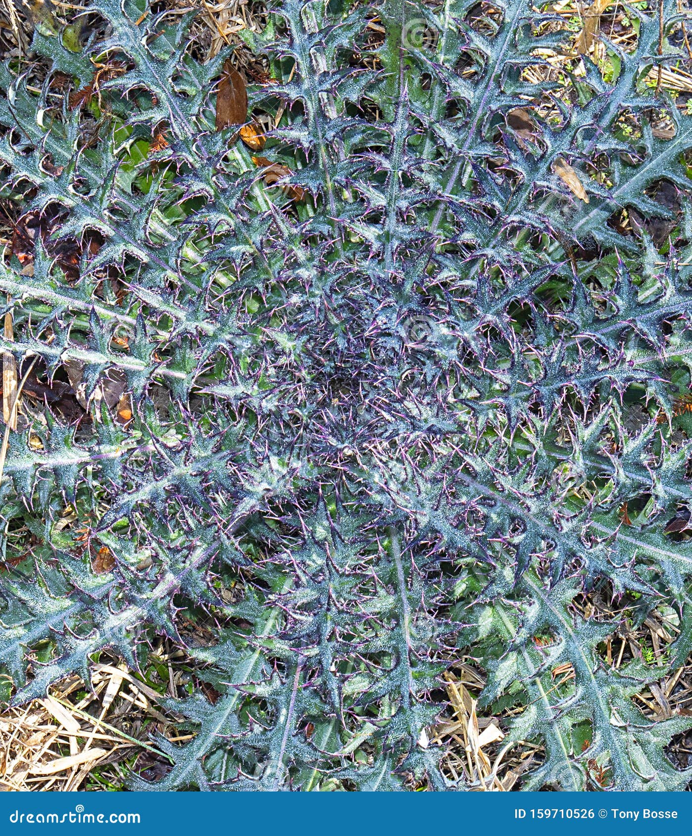 Bull Thistle Background stock photo. Image of perennial - 159710526