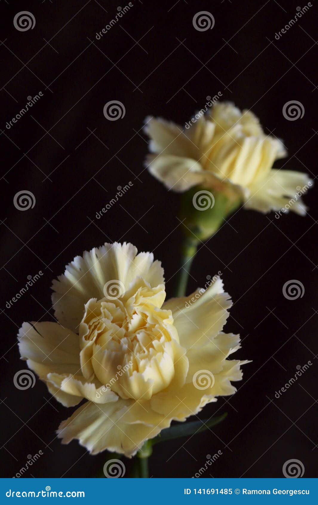Beautiful Yellow Carnations Stock Image - Image of blooming, botanical