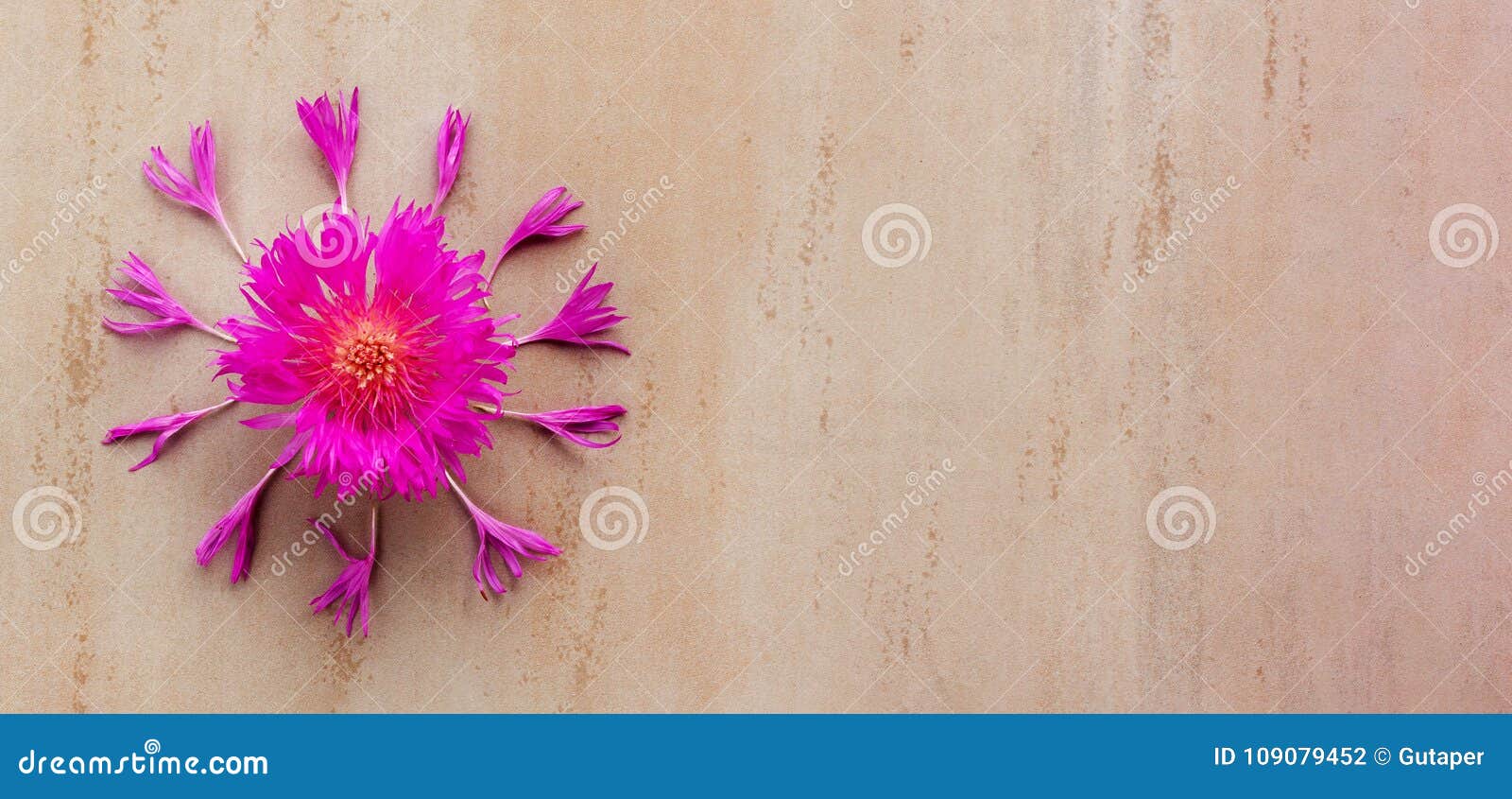 Background Flower Cornflower Petals Around Stock Photo - Image of pink ...
