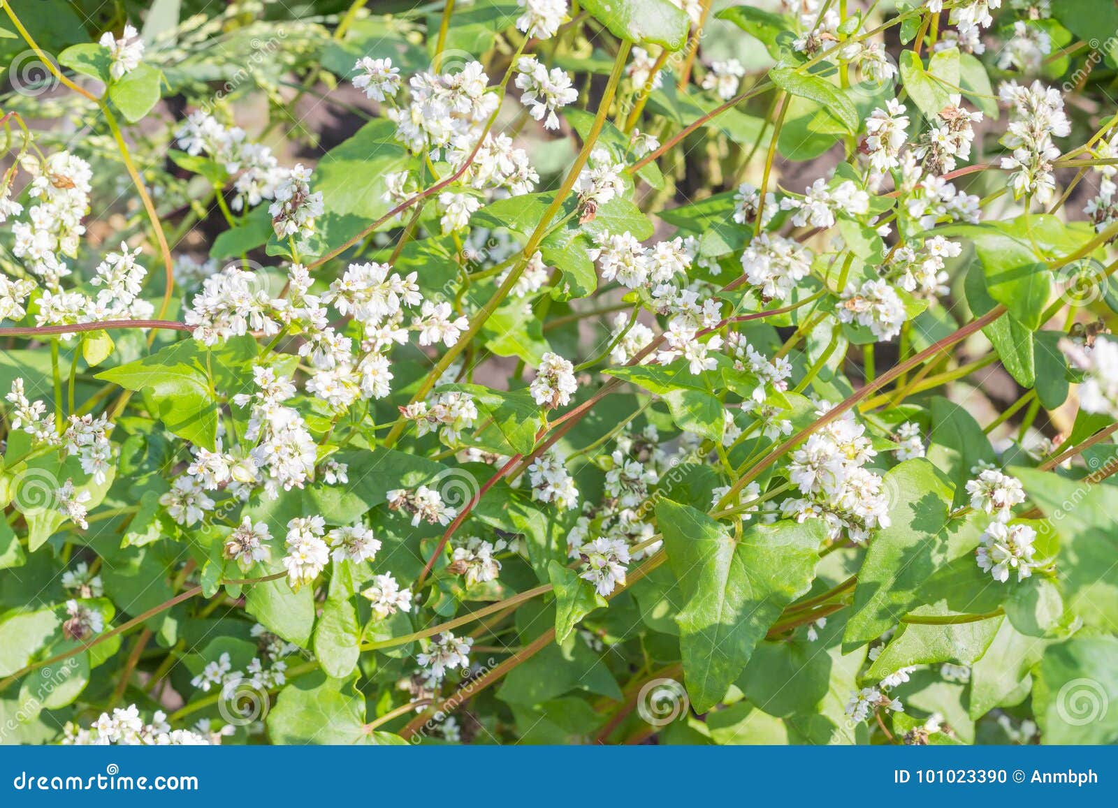 Flowering Buckwheat On A Background Of Clouds RoyaltyFree Stock Image