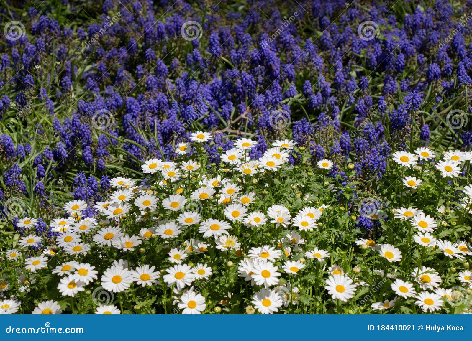 Background Flowers of White Daisies in Flower Bed Stock Image Image