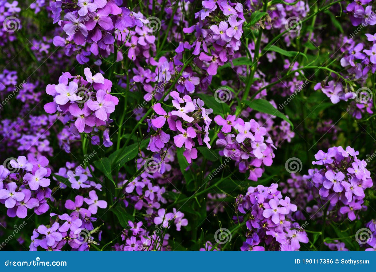 Background Form Thickets of Violet and Purple Wallflowers Stock Photo ...