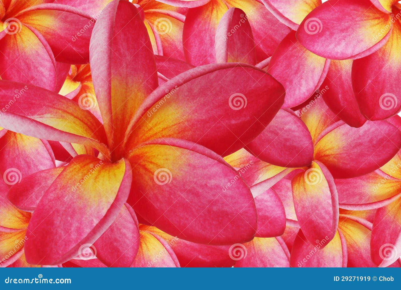 Background frangipani. stock image. Image of border, frame - 29271919