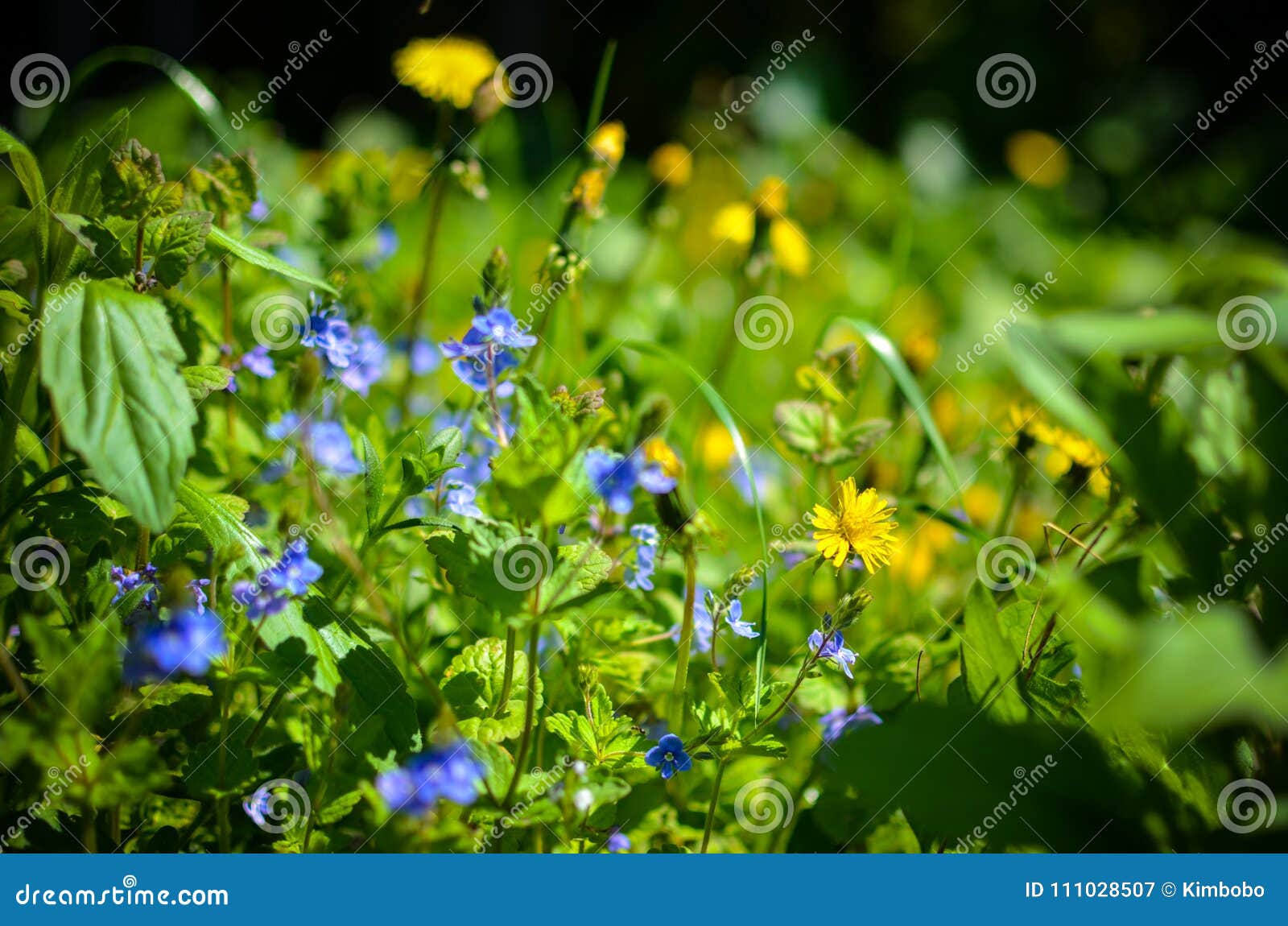Background with Fresh Blue and Yellow Spring Flowers Stock Image ...