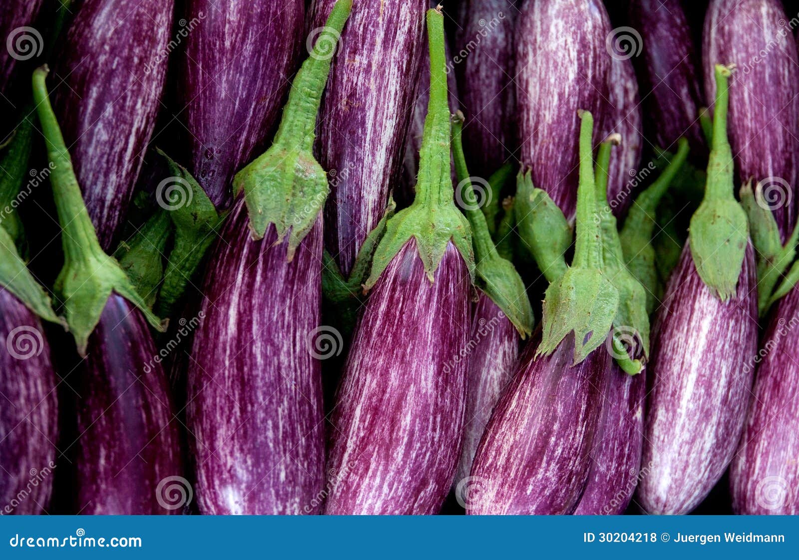 Eggplants stock photo. Image of fresh, nature, vital 30204218