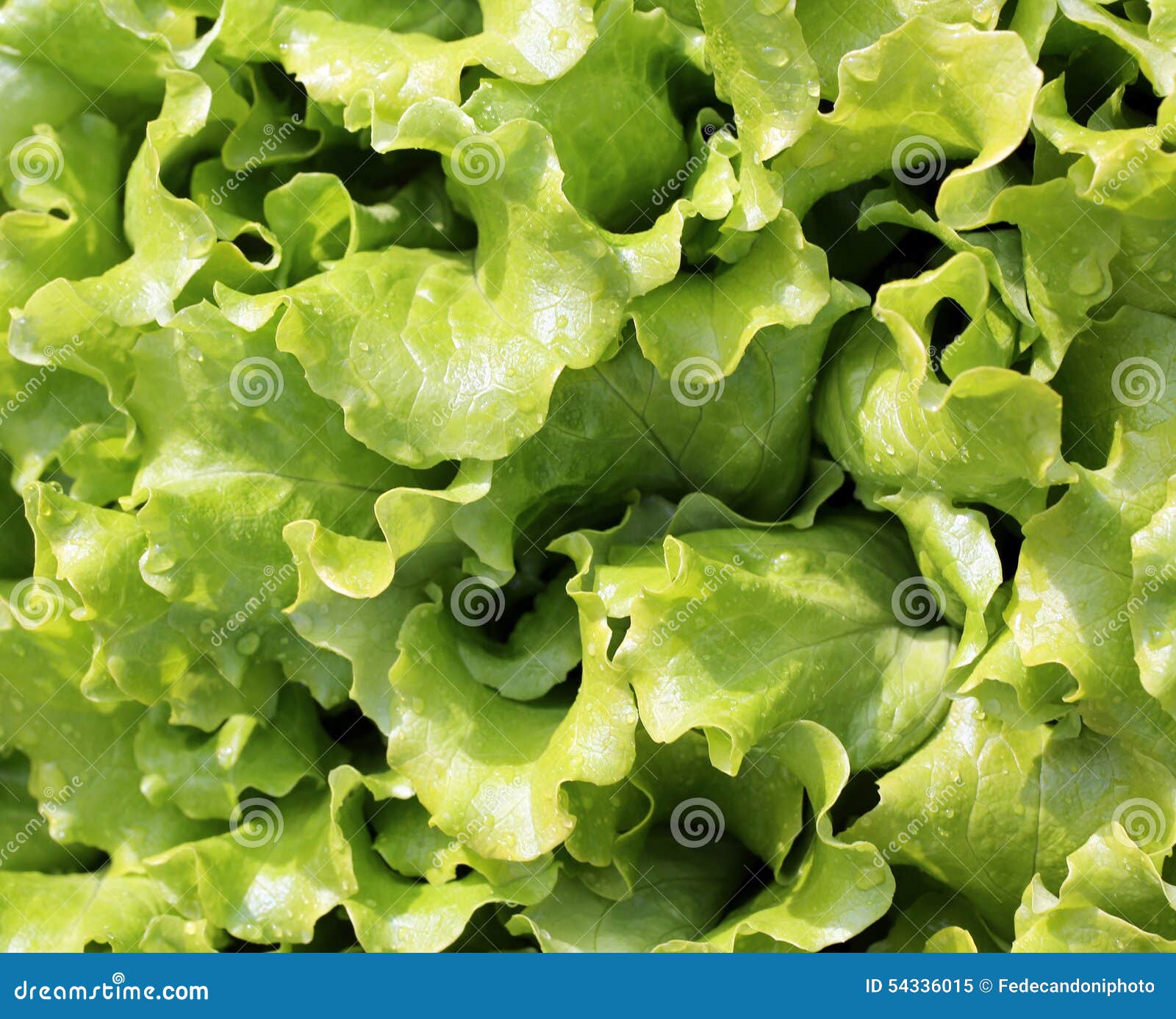 background of fresh green salad