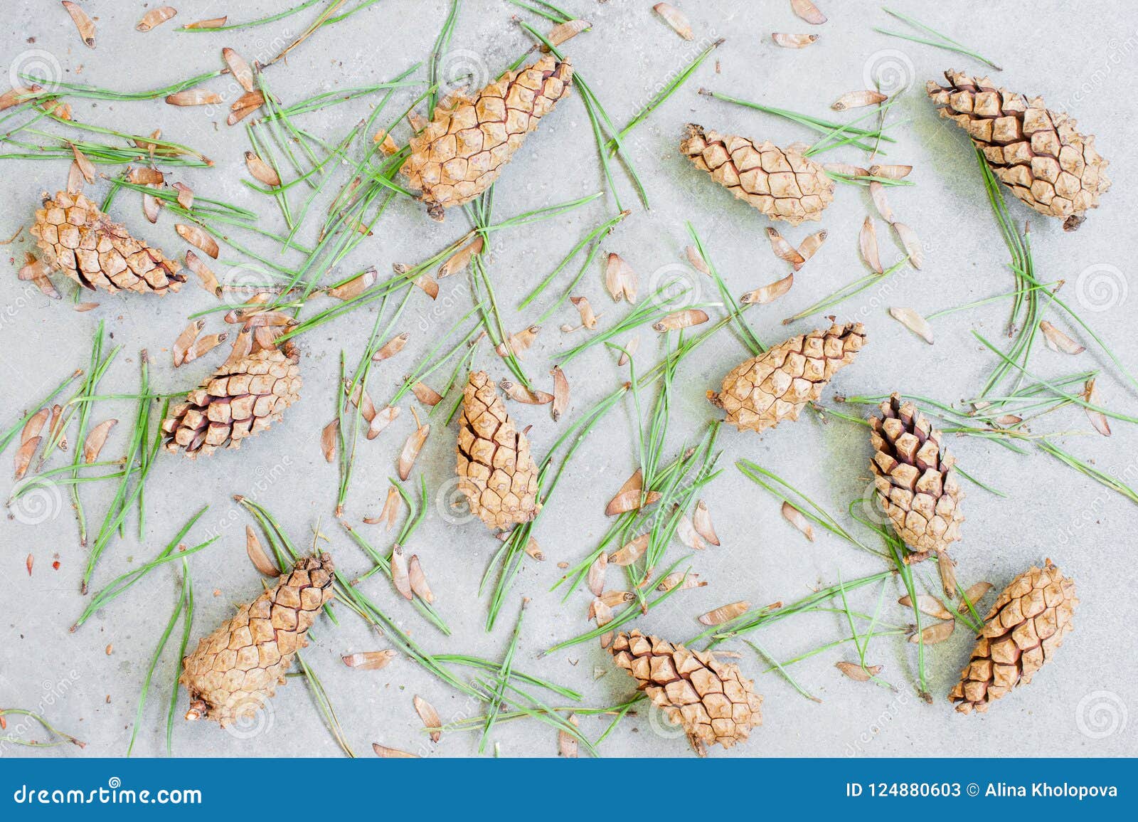 Background of Fresh Pine Cones Stock Image Image of coniferous, copy