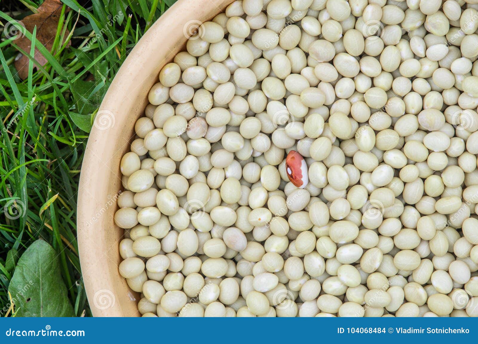White Kidney Beans. stock photo. Image of harvest, group 104068484