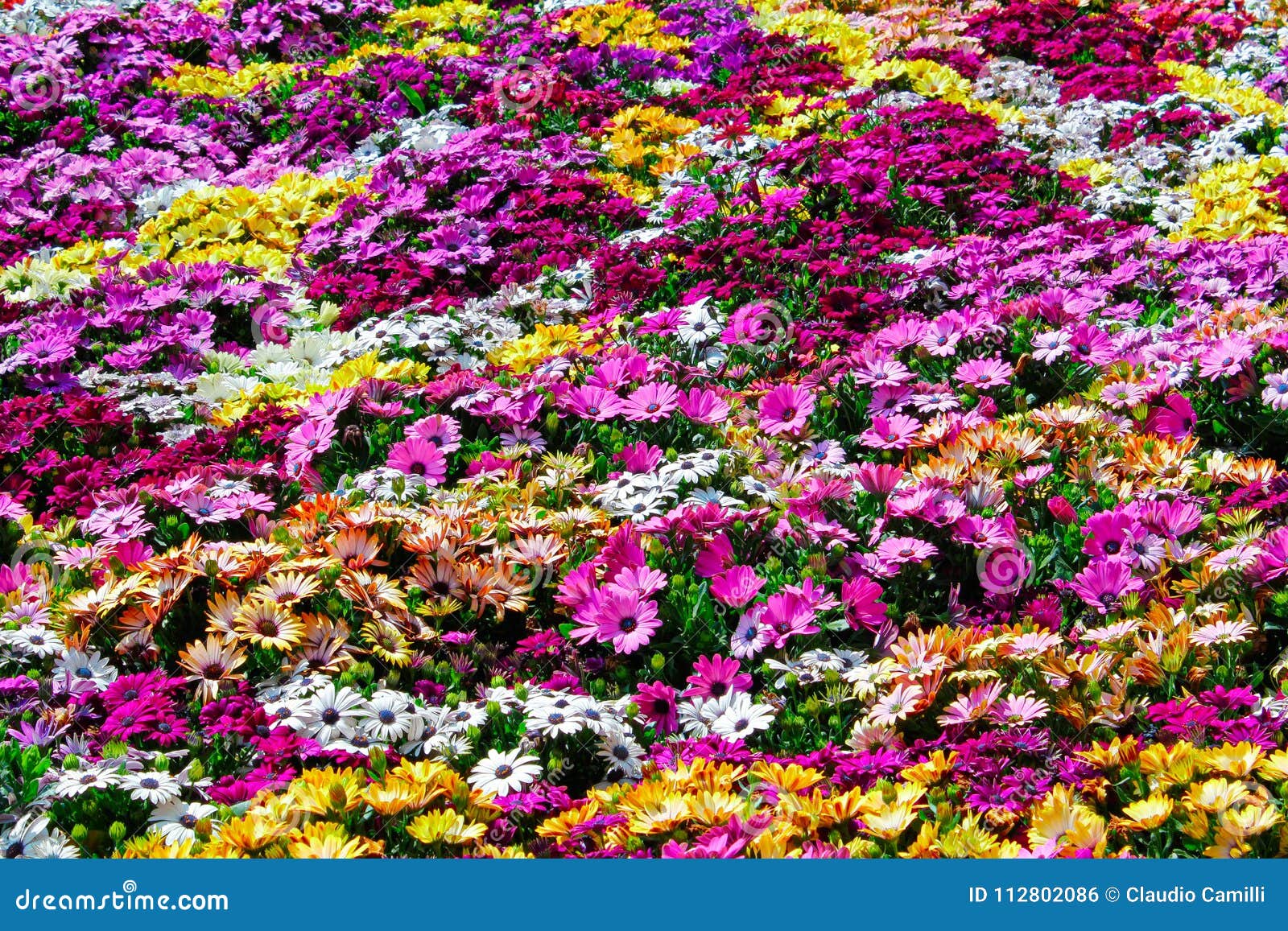 wall pattern of multicolored flowers