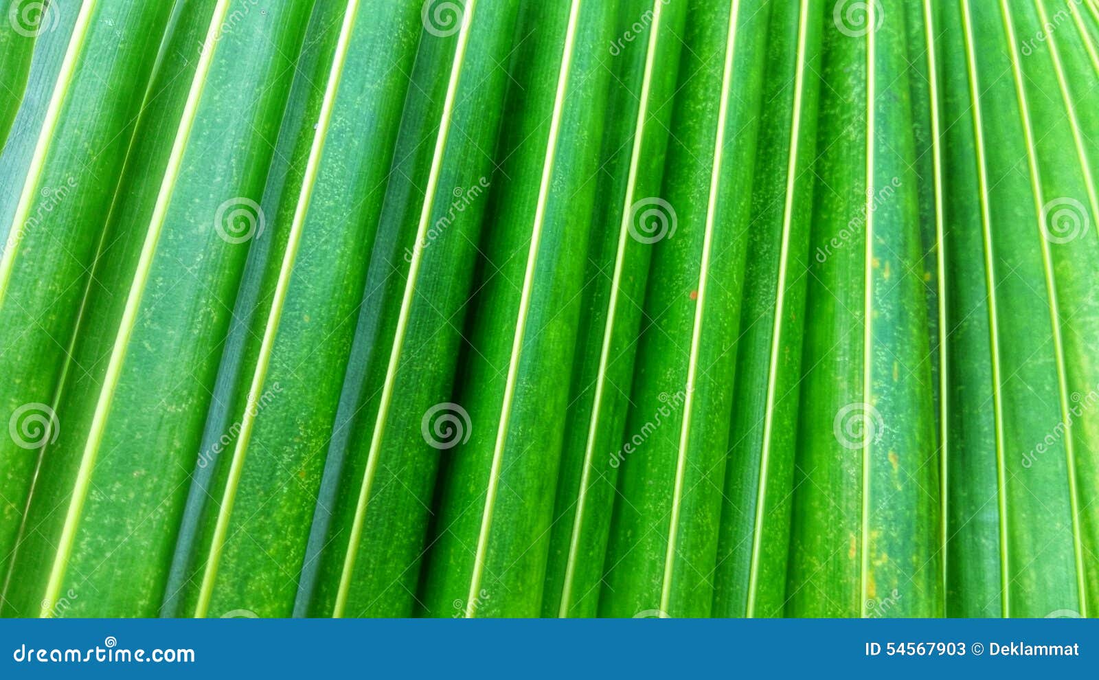 Background Green Coconut Leaves Stock Image Image of forest, isolated