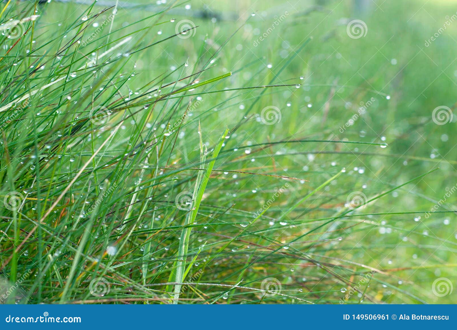 Background of Green Fresh Grass Covered with Dew in the Morning Stock
